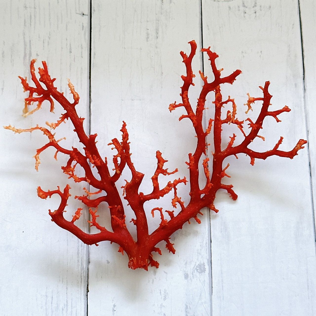 高知県産】希少☆天然 血赤珊瑚 原木 サンゴ 重さ93.5g コーラル