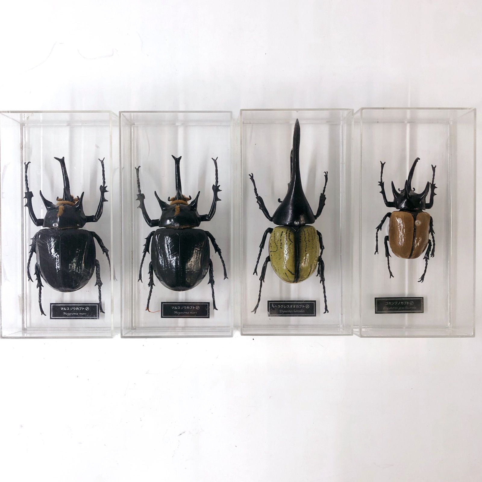 デアゴスティーニ DeAGOSTINI 世界の昆虫 等身大 標本 模型 フィギュア