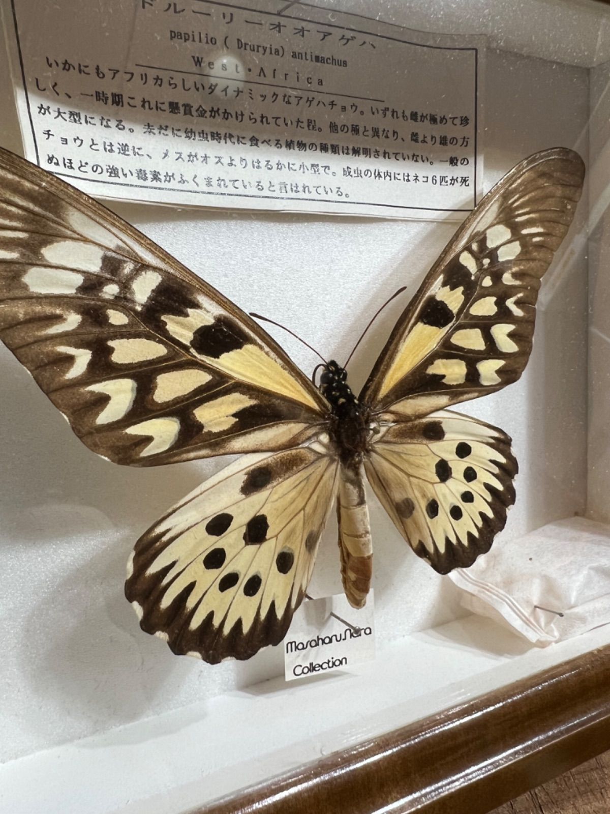 蝶標本 ドルーリーオオアゲハ ドルーリーオオアゲハ 蝶 標本 【公式通販】