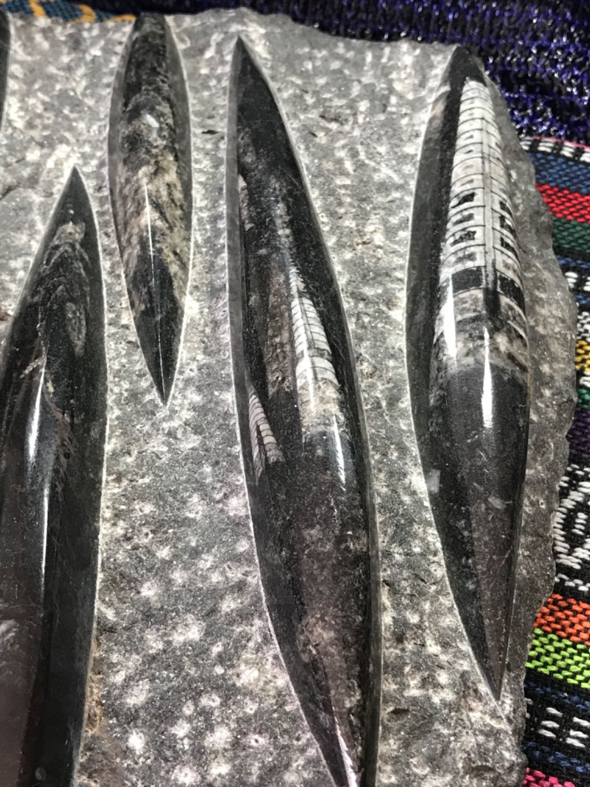 ◉モロッコ産【オルソセラス群/直角貝群】古生代デボン紀/約5億〜2億5