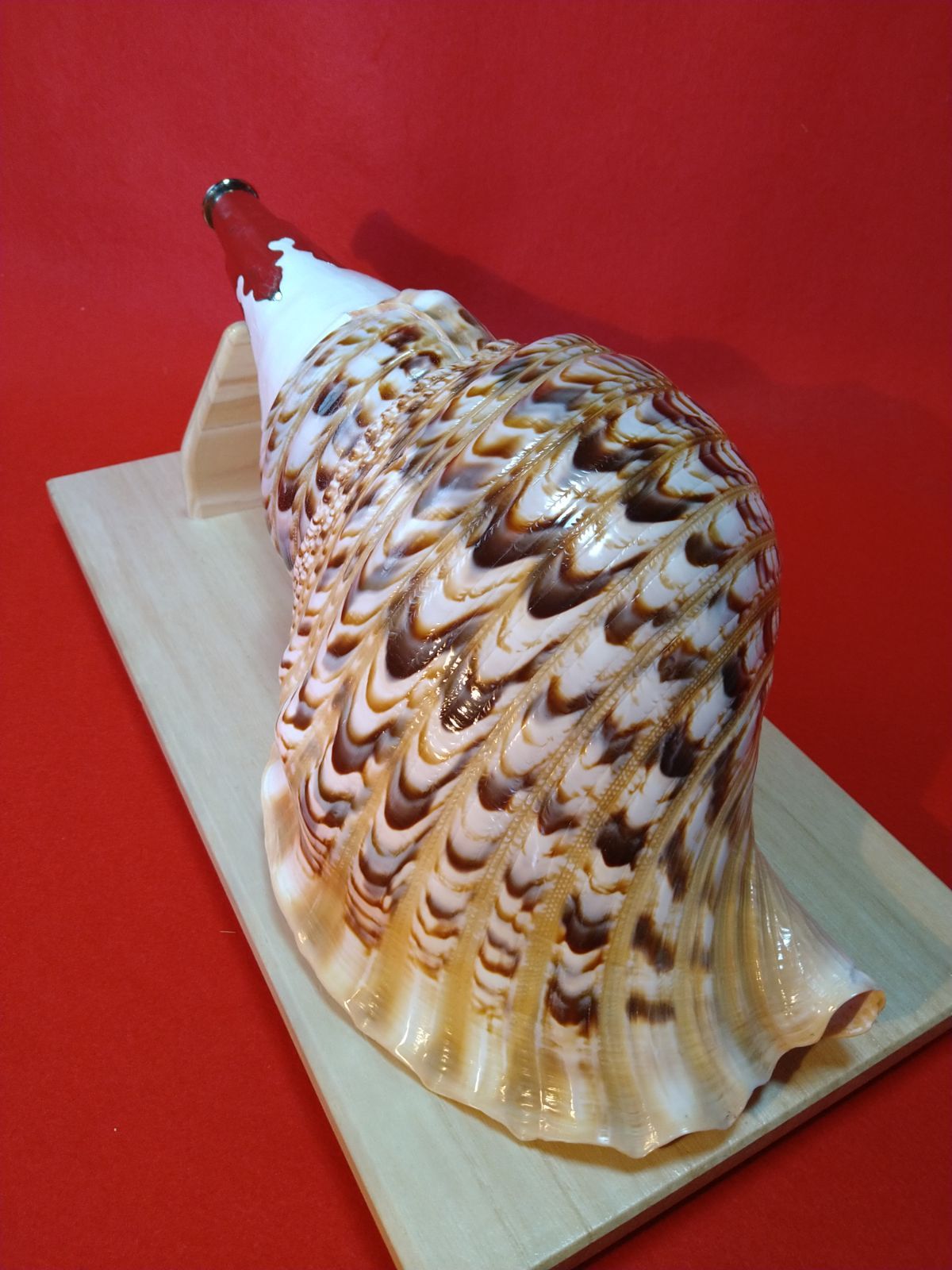 特大42㎝修験道法螺貝 山伏 密教 魔除け 熊よけ ❣️ホラガイ ほら貝