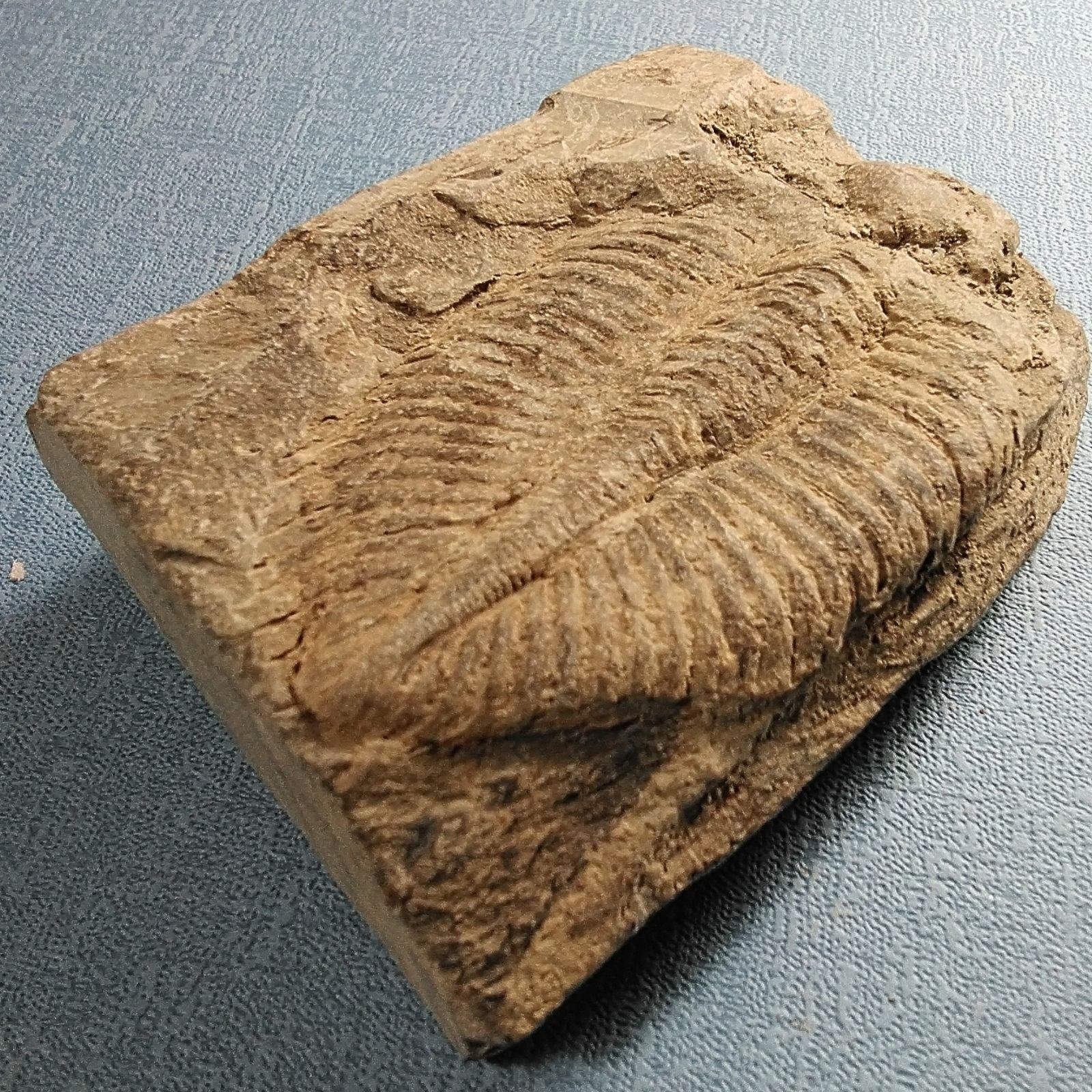 三葉虫 化石 Coronocephalus 三葉虫 化石 Coronocephalus 三葉虫 化石