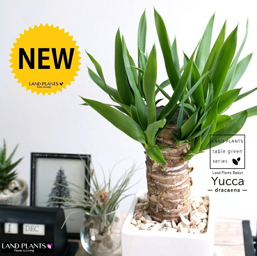 中国清時代 新渡急須 幅約21.5㎝ 東Y7-1219☆1F