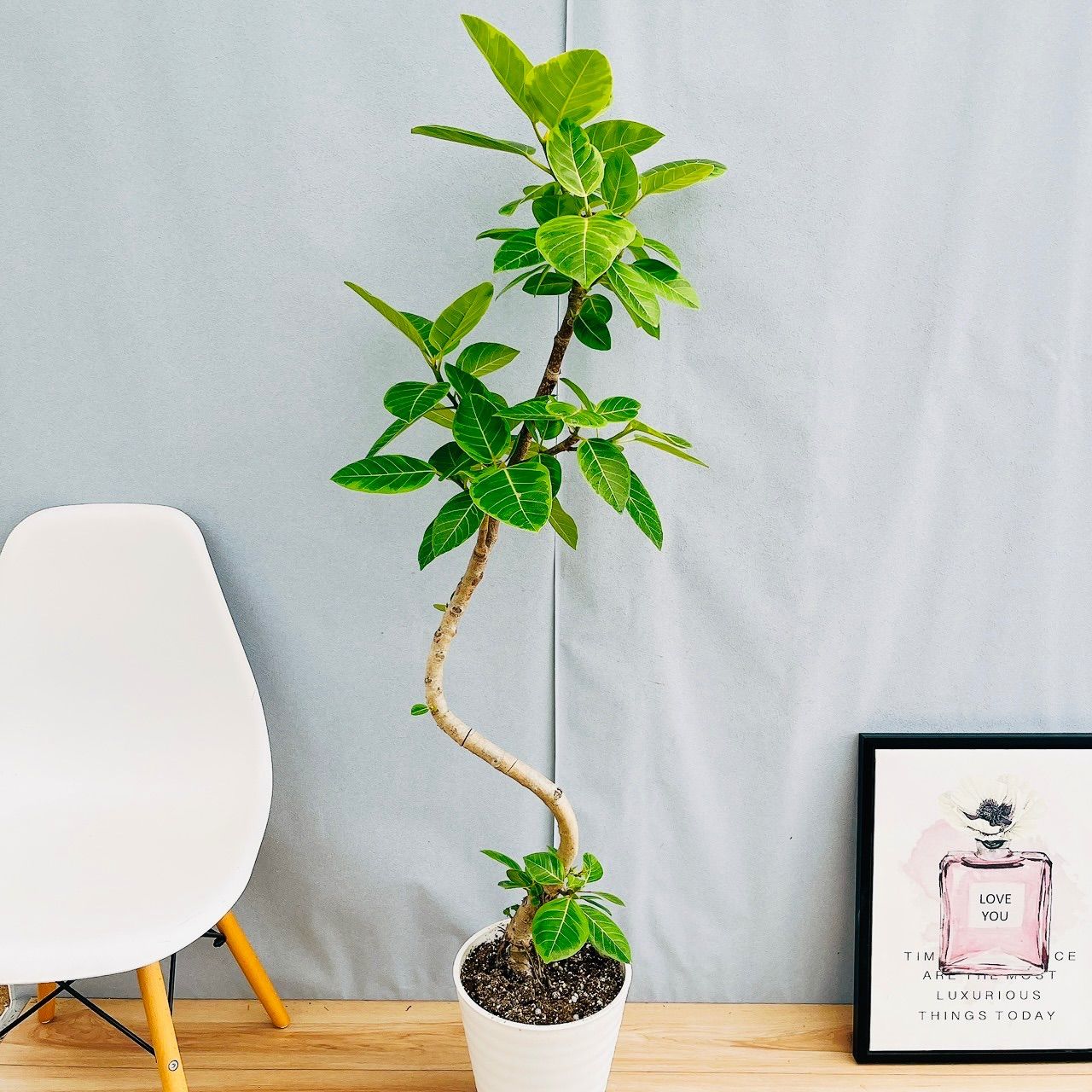 注文 茶道具 小松一徳 神代杉 傘香合 共箱