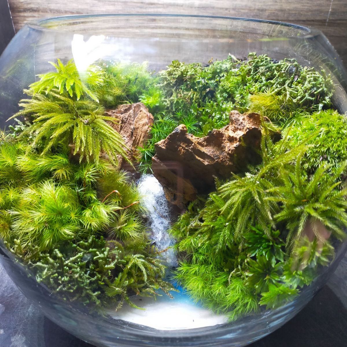 受注生産】イモリウム 苔テラリウム アクアテラリウム グラス