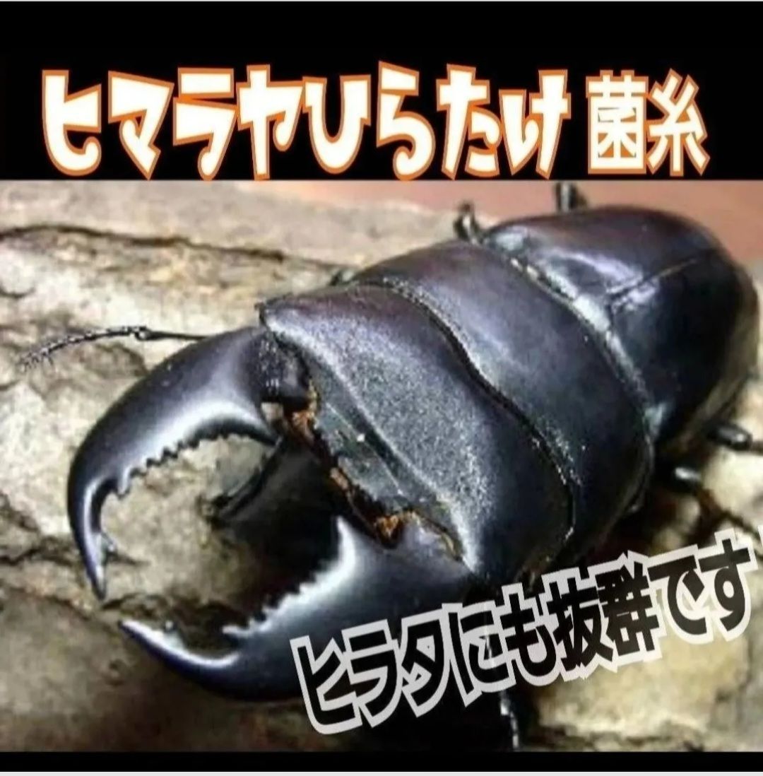 極上！ヒマラヤひらたけ菌糸ブロック【10個】初菌のみ使用！国産