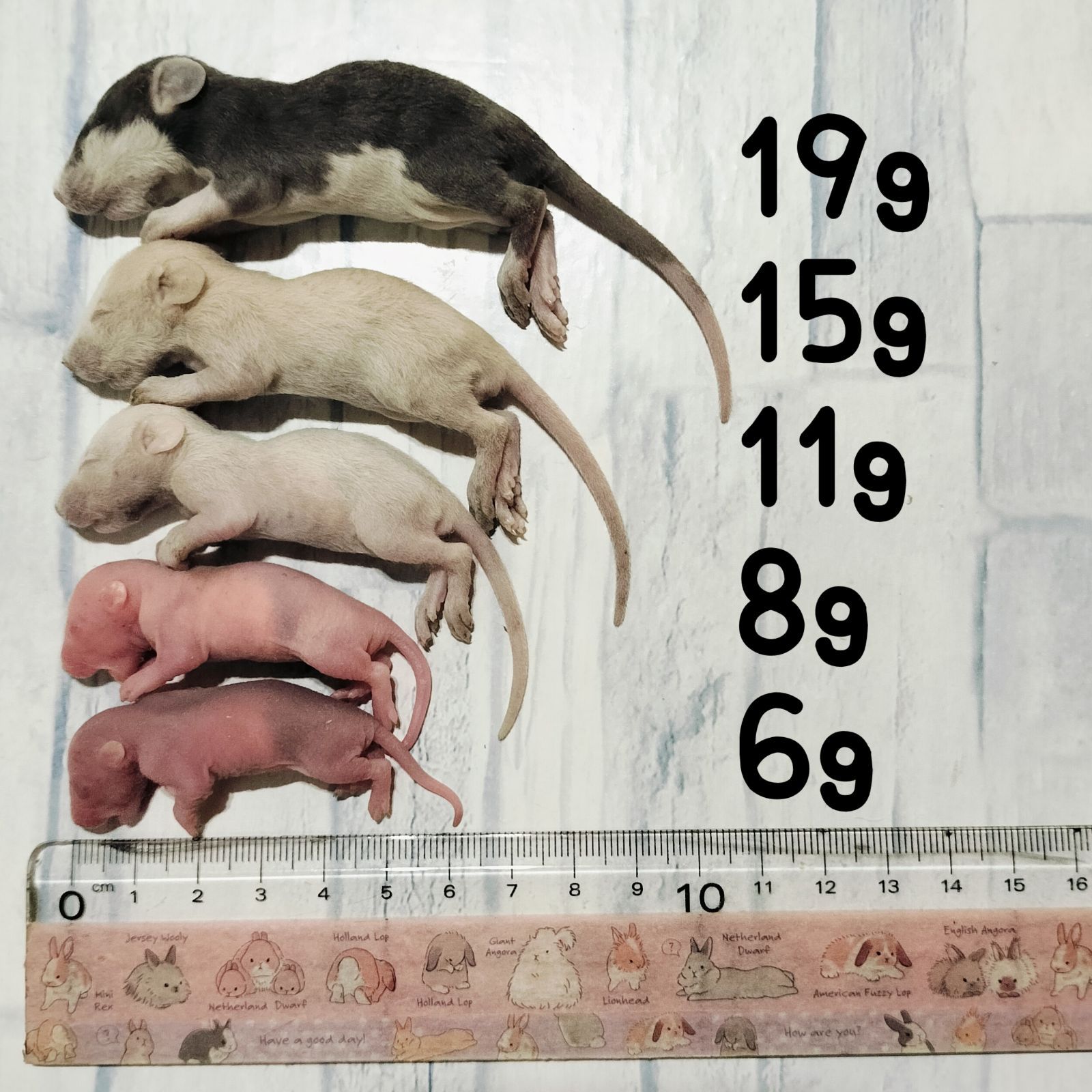 爬虫類のエサ 冷凍ラット ピンクラット 20匹 - メルカリ