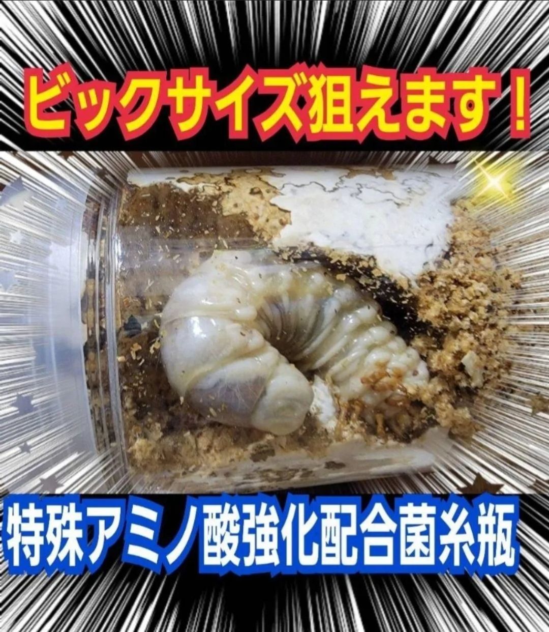 極上！ヒマラヤひらたけ菌糸瓶 特大1500ml【5本セット】トレハロース