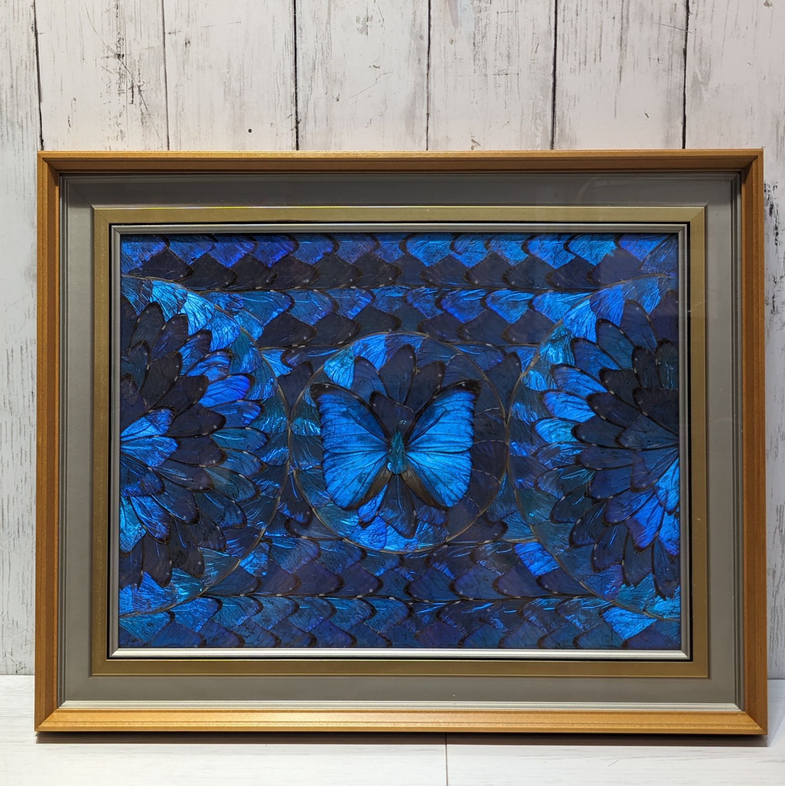 モルフォ蝶 額縁 美品】モルフォ蝶 モルフォチョウ 標本 額入り 蝶額