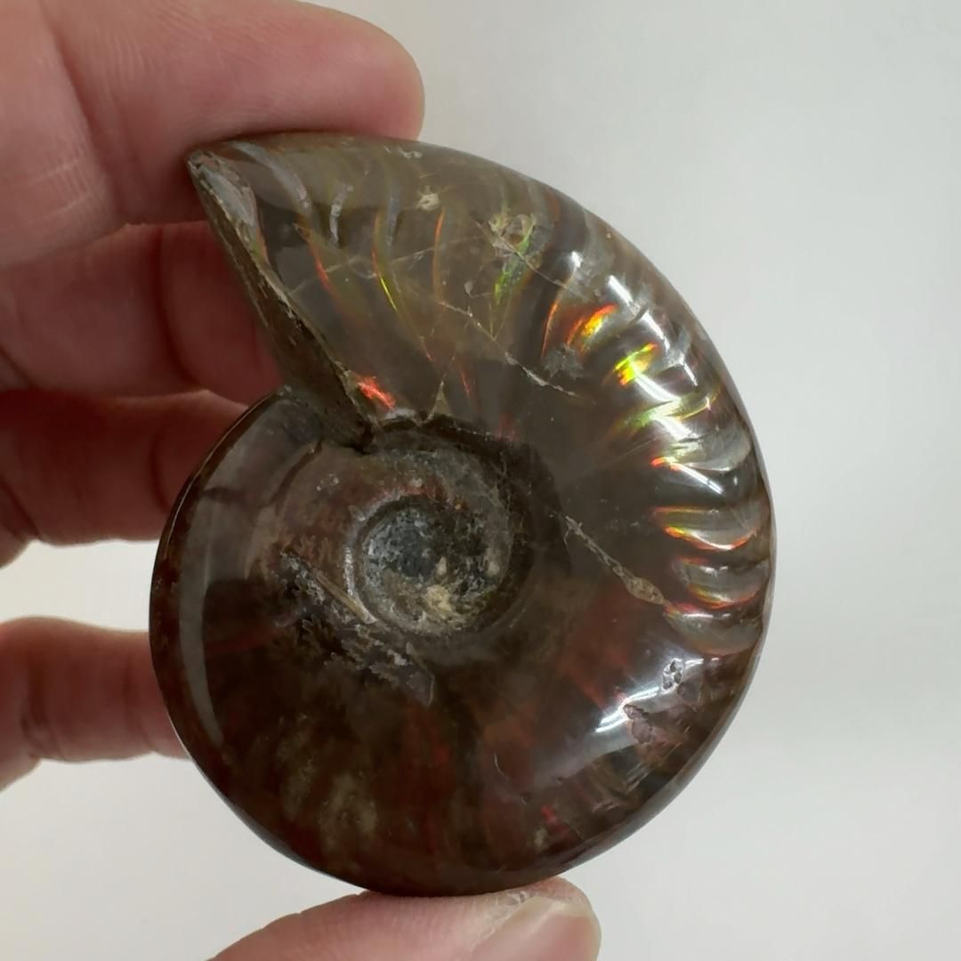 G-3 アンモナイト化石 ファイア マダガスカル産 G-3 アンモナイト化石