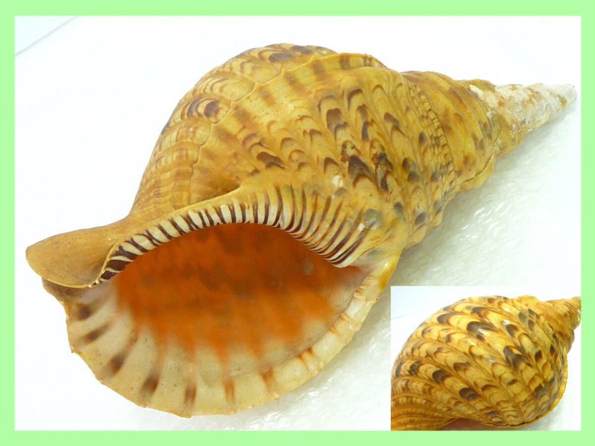 法螺貝 ほら貝 ホラ貝 長さ33㎝ 魔除け 山伏 修験 神具 仏具 美