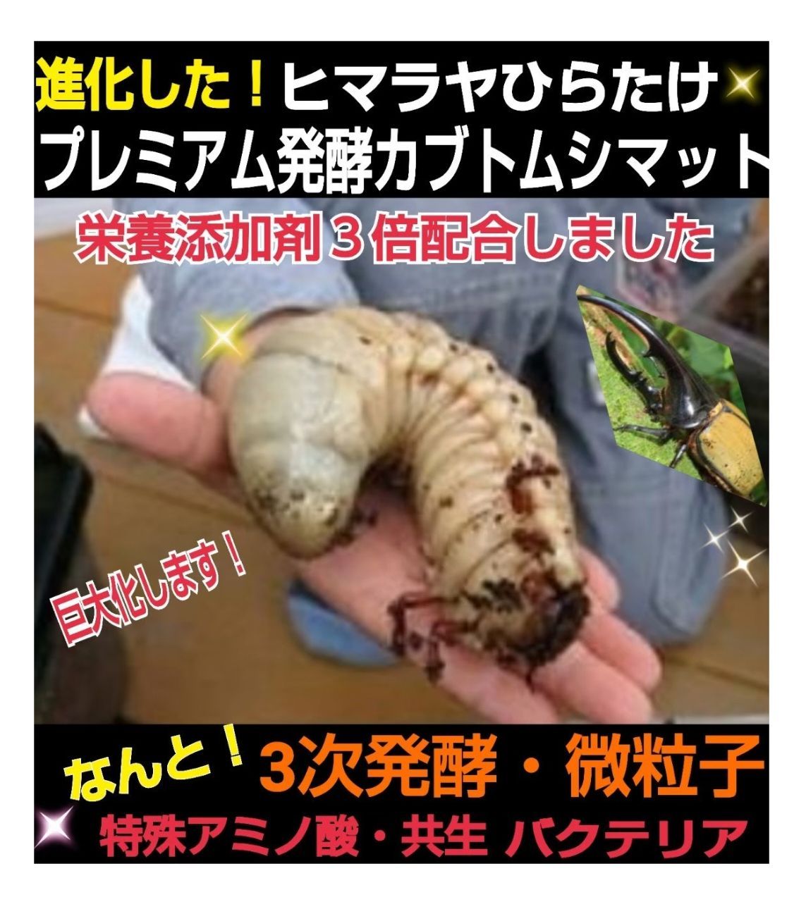 極上品！ヘラクレス181リミ羽化！プレミアム3次発酵カブトムシマット