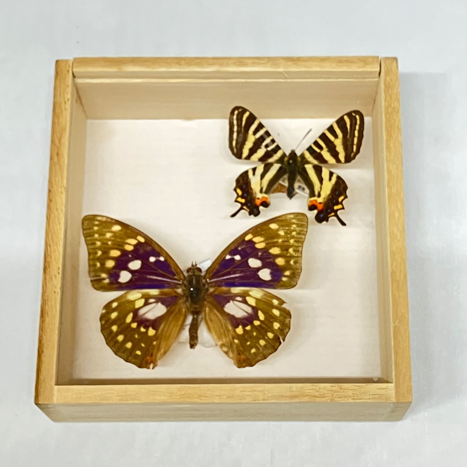 ギフチョウ♂/和歌山県.龍門山産【標本】 オンライン ショップ