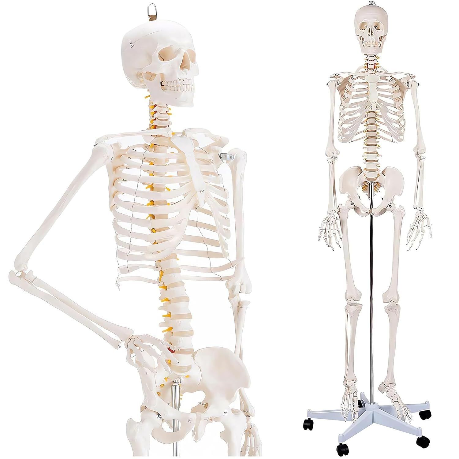 ≪人気≫【楽天ランキング1位入賞】人体模型 下肢骨 大腿骨 脛骨 足骨