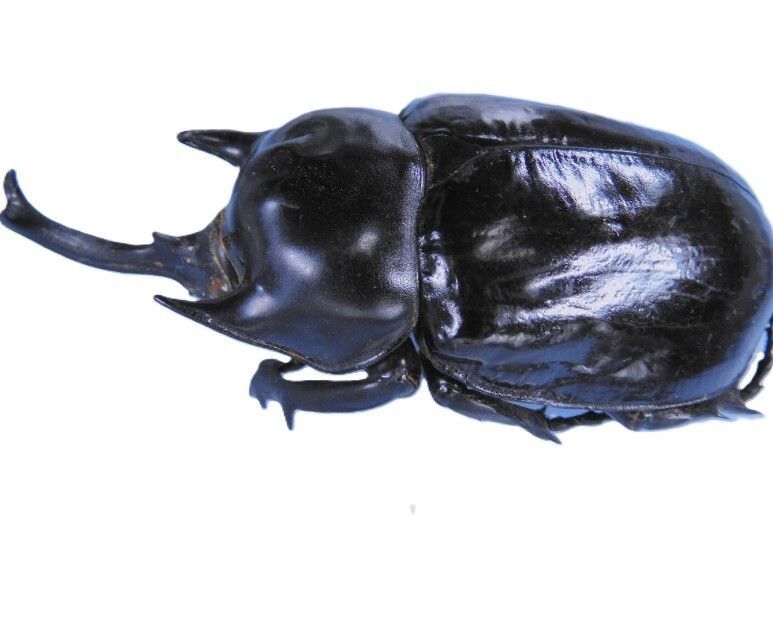 コロンビア産ラミレスゾウカブト95mm