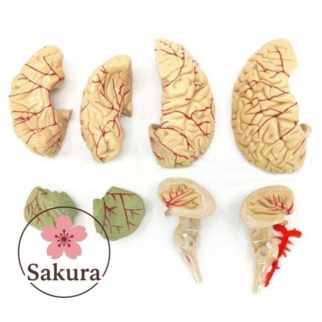 全8パーツ取り外し可能! 脳 模型 人体模型 脳解剖模型 脳モデル 図鑑