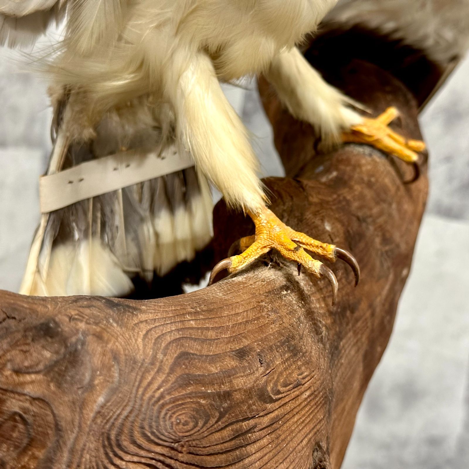 トンビ トビ 剥製 はく製 鳶 カタグロトビ インテリア リユース品