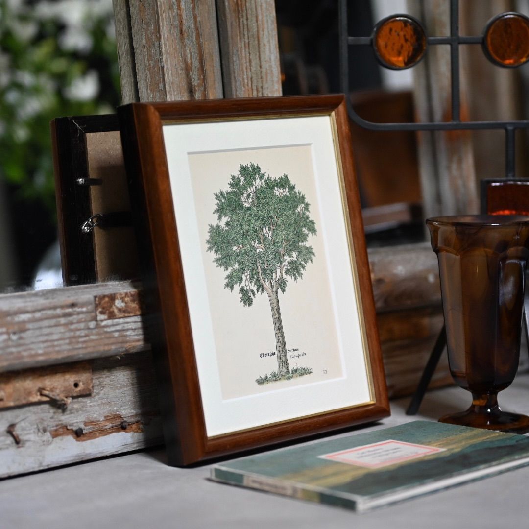 ヴィンテージフレーム「4種類のきのこ」希少なヴィンテージ図鑑からの