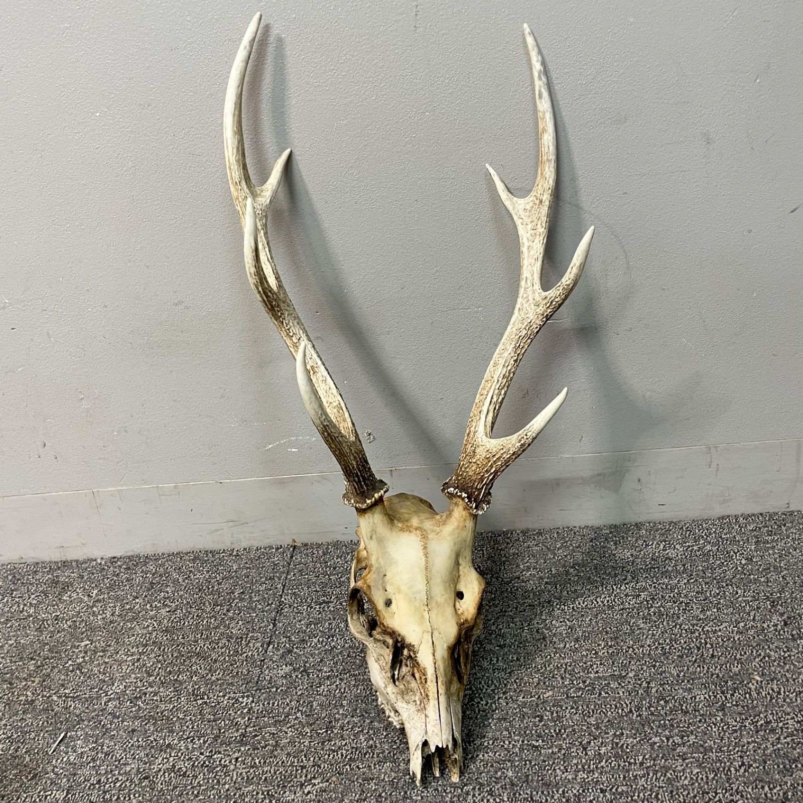 鹿の頭蓋骨ニホンシカ2本角壁掛け装飾 鹿の頭蓋骨ニホンシカ2本角