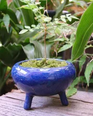 012.【陶翠】山水/楕円盆栽鉢/木箱付き 012.【陶翠】山水/楕円盆栽鉢