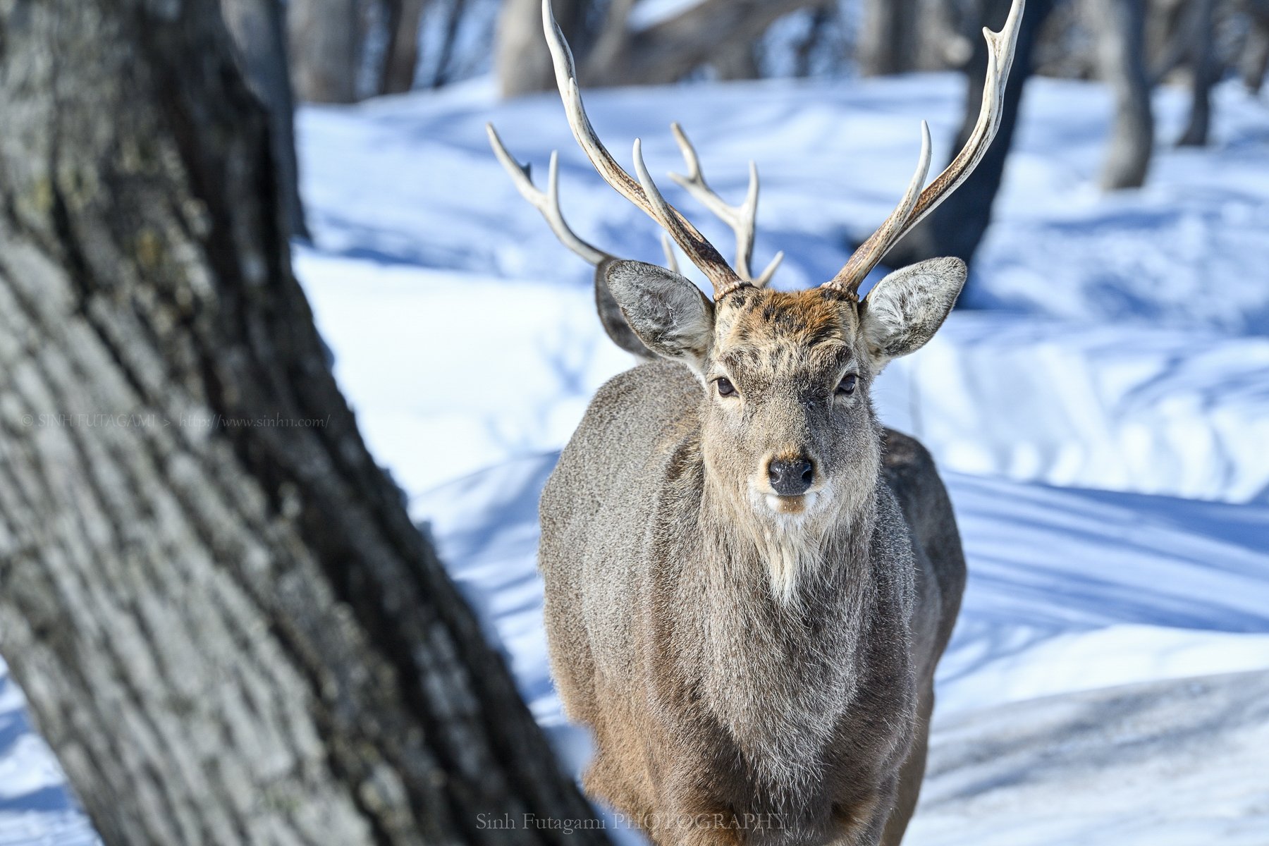 角が4本。｜Sinh
