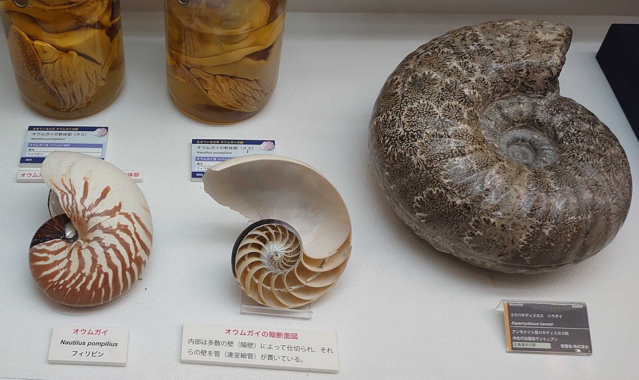 北海道小平町達布産 アンモナイト 化石（1312）重量5.6kg 群集