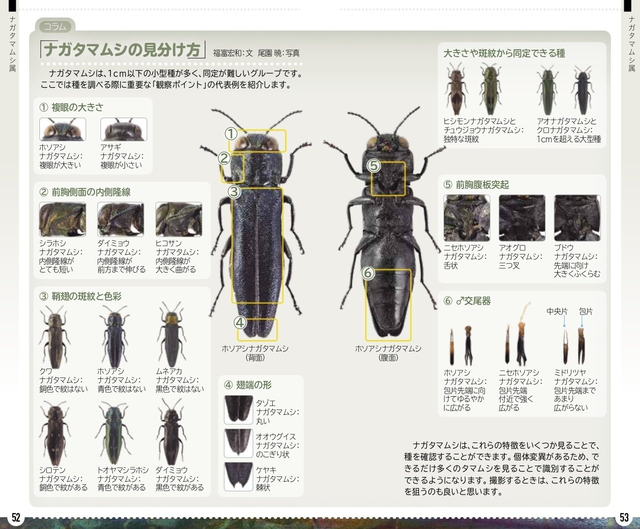 タマムシハンドブック（タマハン）ができるまで｜ブンイチ（文一総合出版）