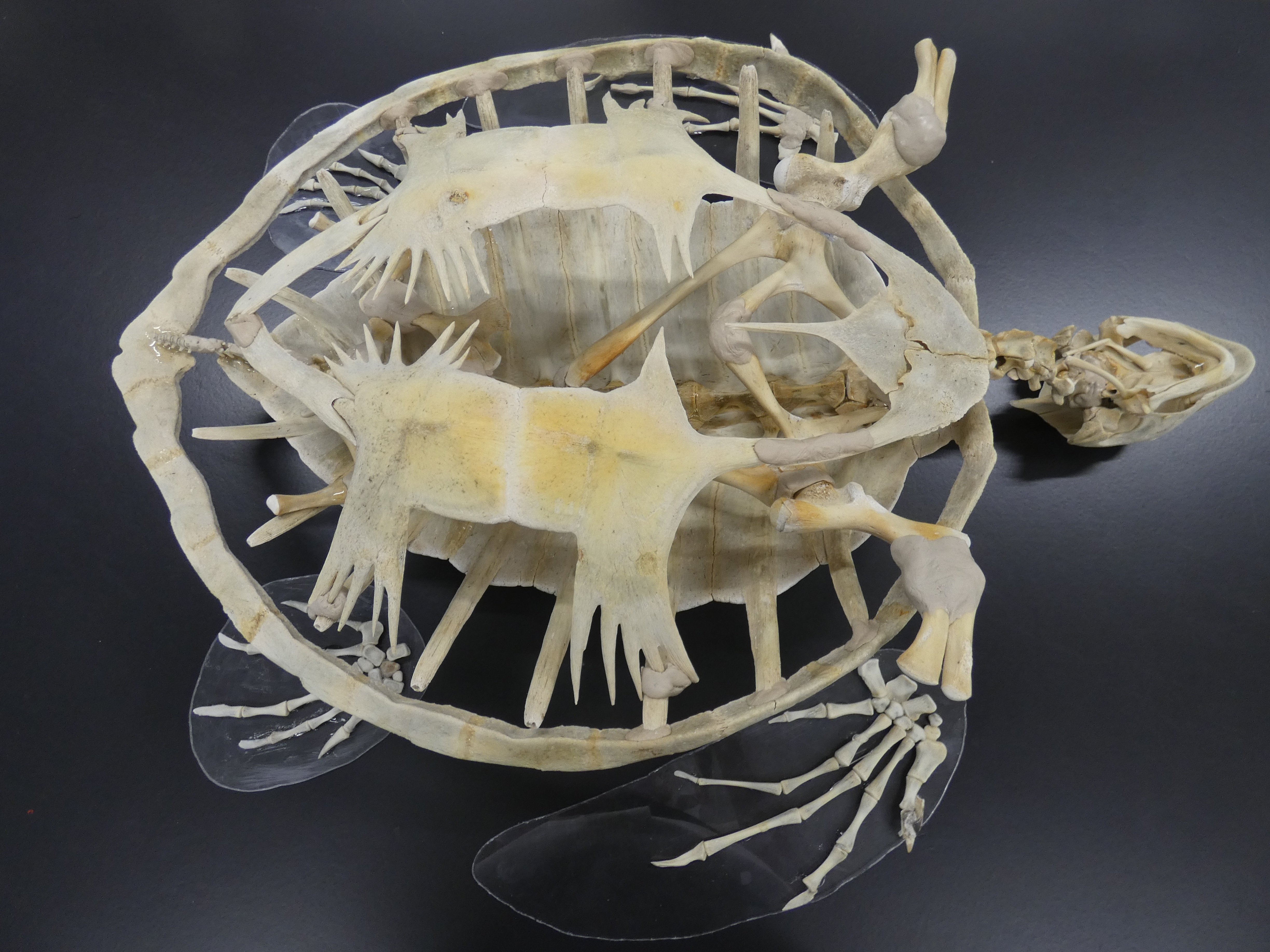 アカウミガメの骨標本海亀