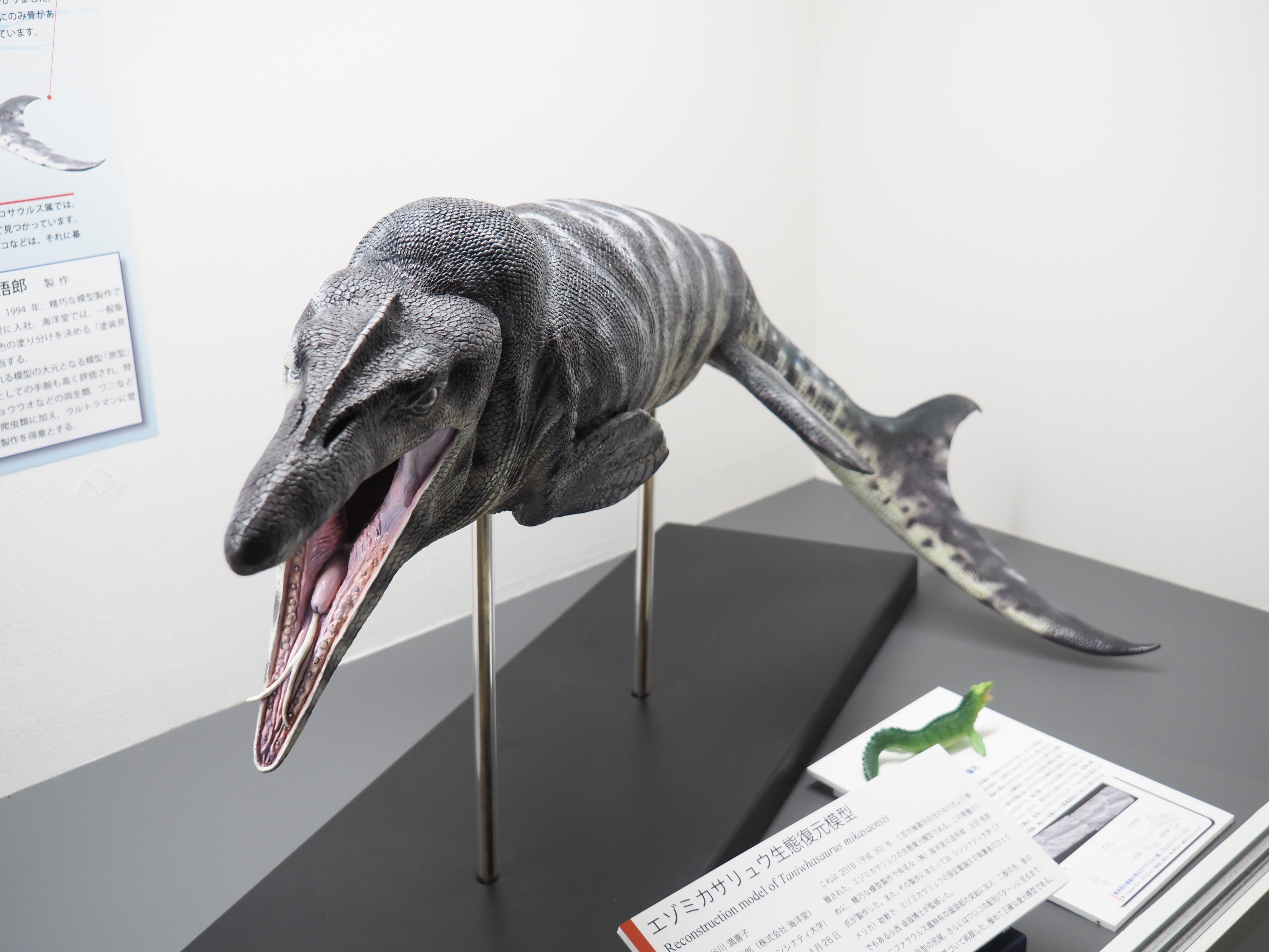 編集先記】驚異と癒しの圧倒的アンモナイト空間！三笠市立博物館編vol