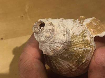 ホラ貝の音ってどうなっているの？｜Medico-tec 科学館の装置をつくる会社