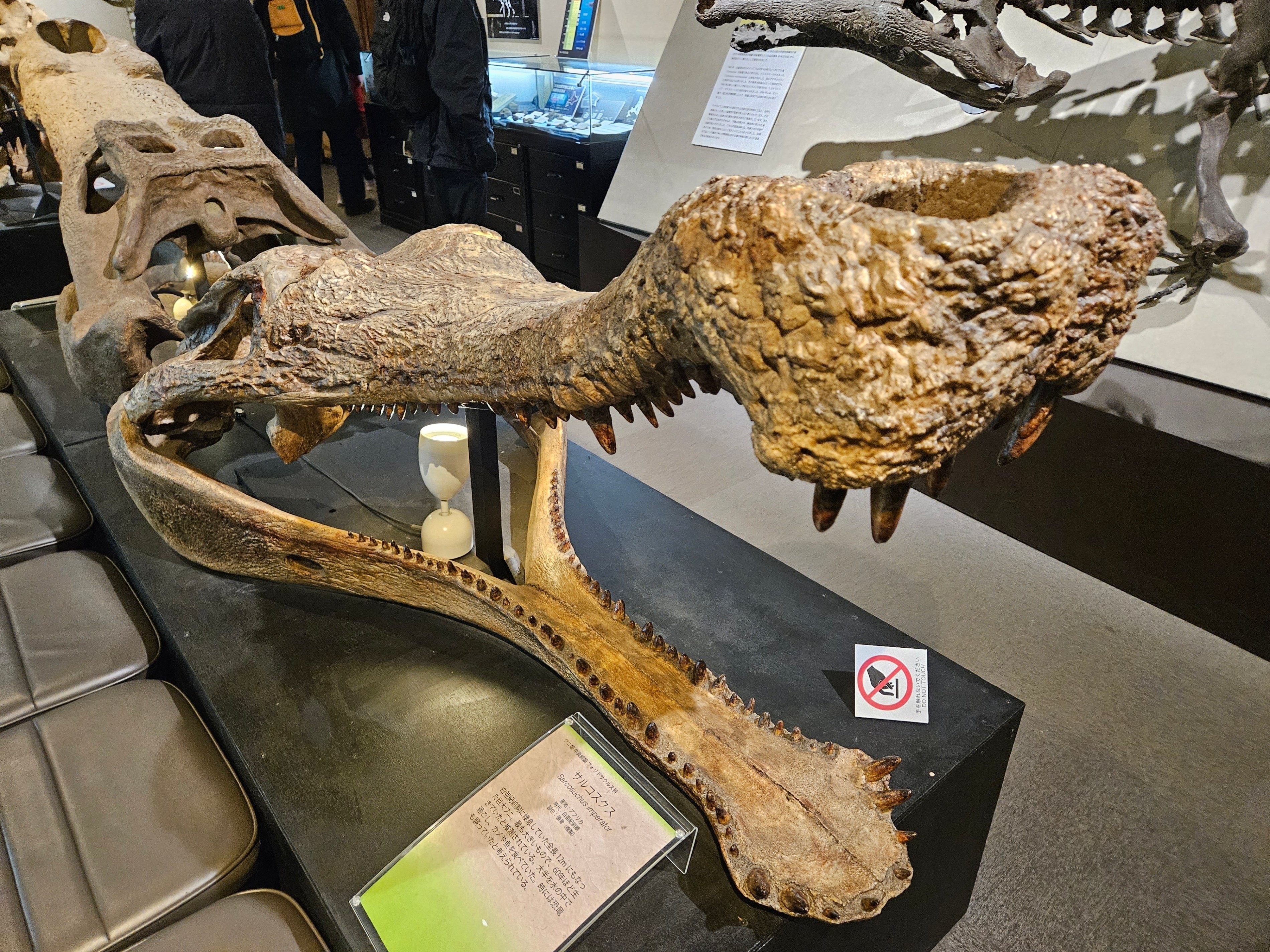 The Lost Universe 古代の巨大ワニ①ワニの始まり｜美原さつき