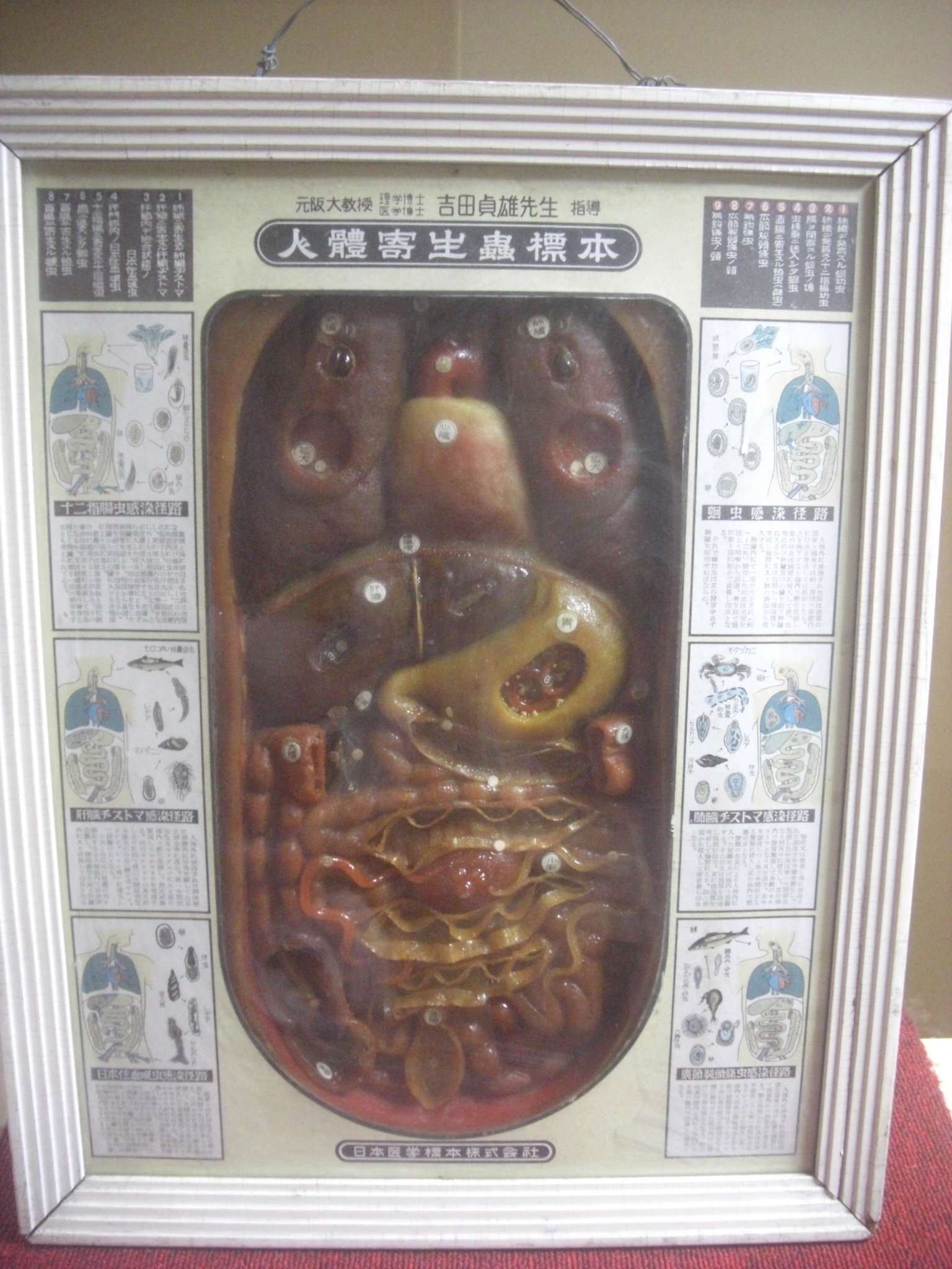 珍品、レトロ医学模型寄生虫