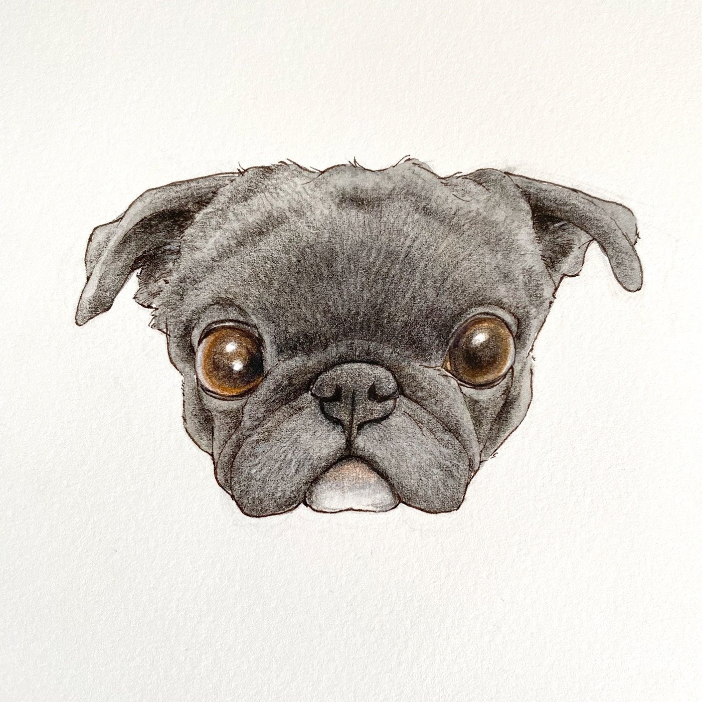 りんねです。パグ 色鉛筆画 犬の絵 りんね様専用です。色鉛筆画 パグ