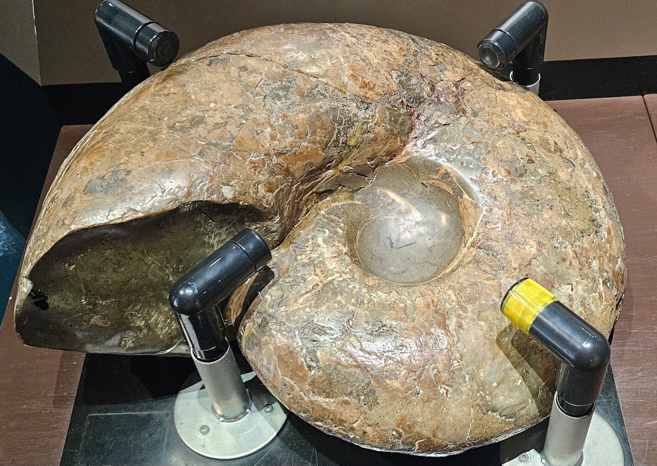 The Lost Universe 古代の巨大頭足類③巨大アンモナイト｜美原さつき