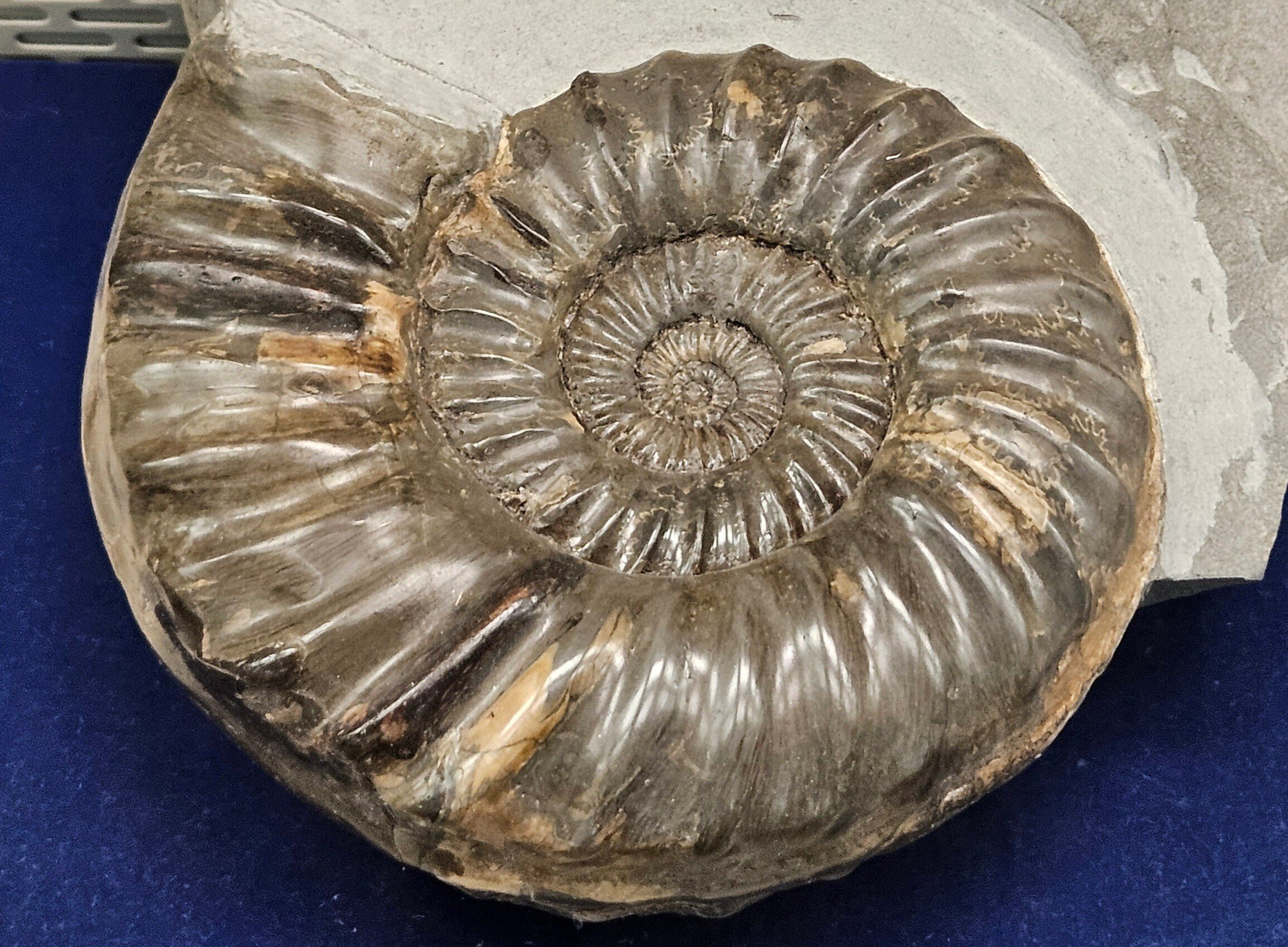 The Lost Universe 古代の巨大頭足類③巨大アンモナイト｜美原さつき