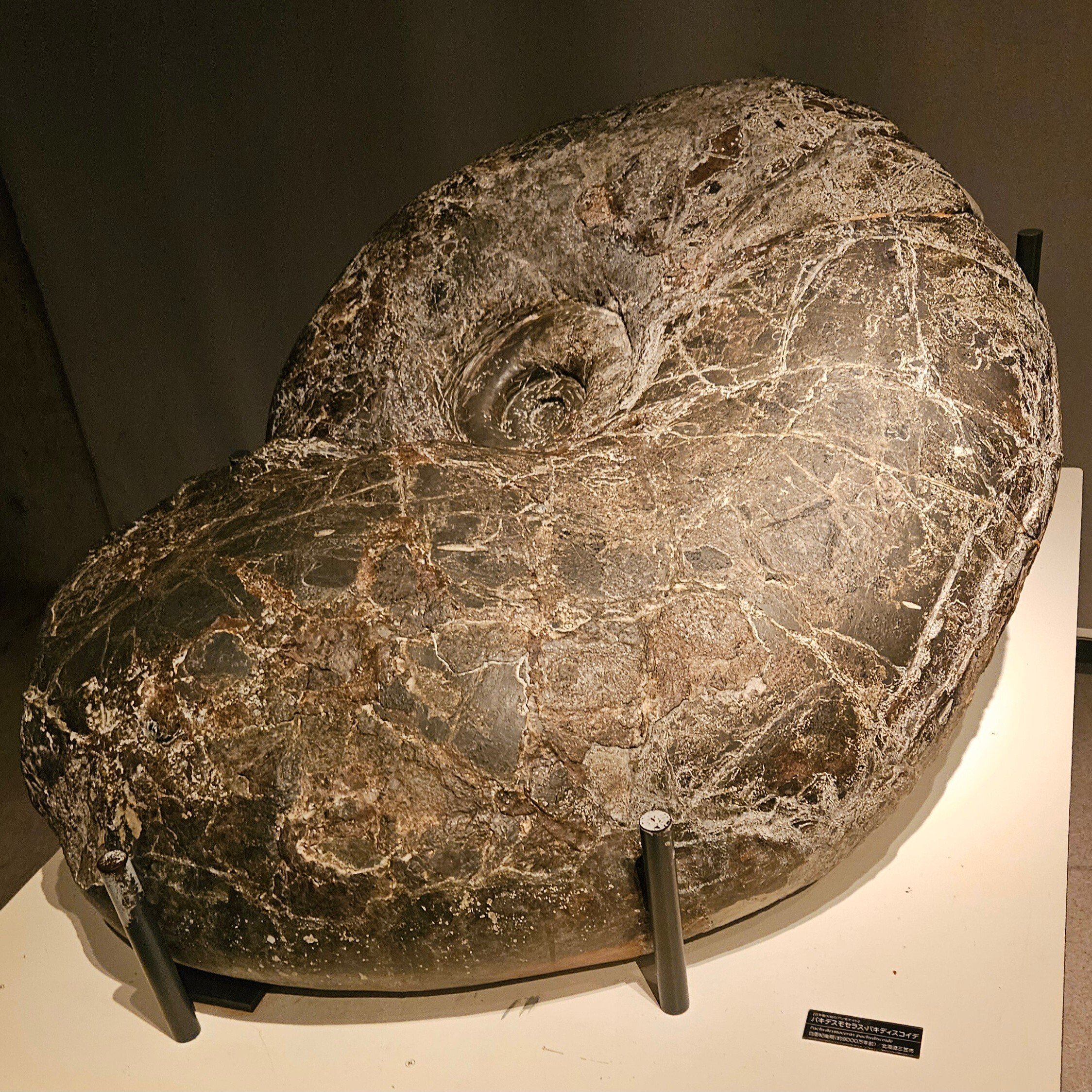 The Lost Universe 古代の巨大頭足類③巨大アンモナイト｜美原さつき