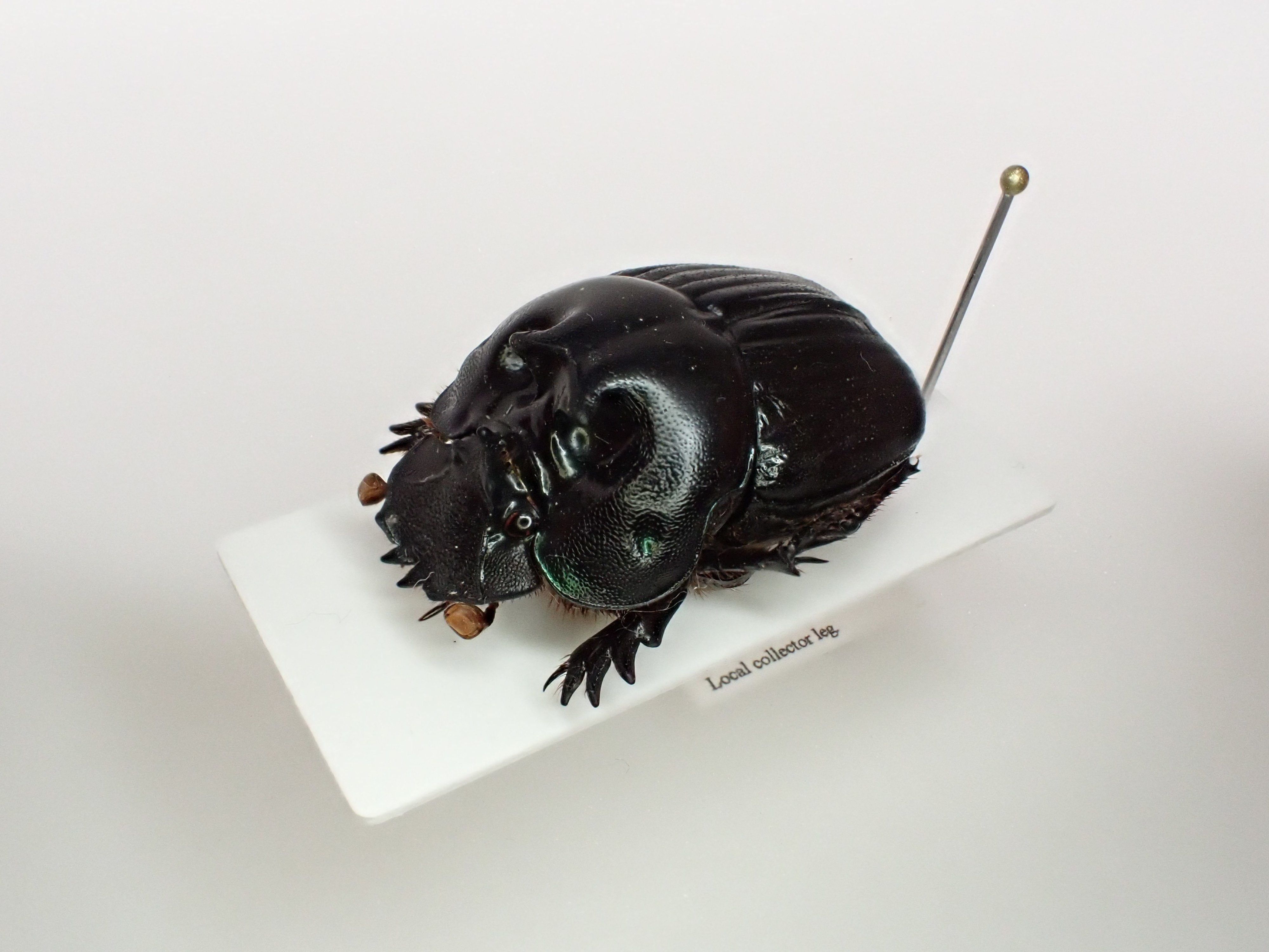 ニジダイコクコガネの魔力｜京庵