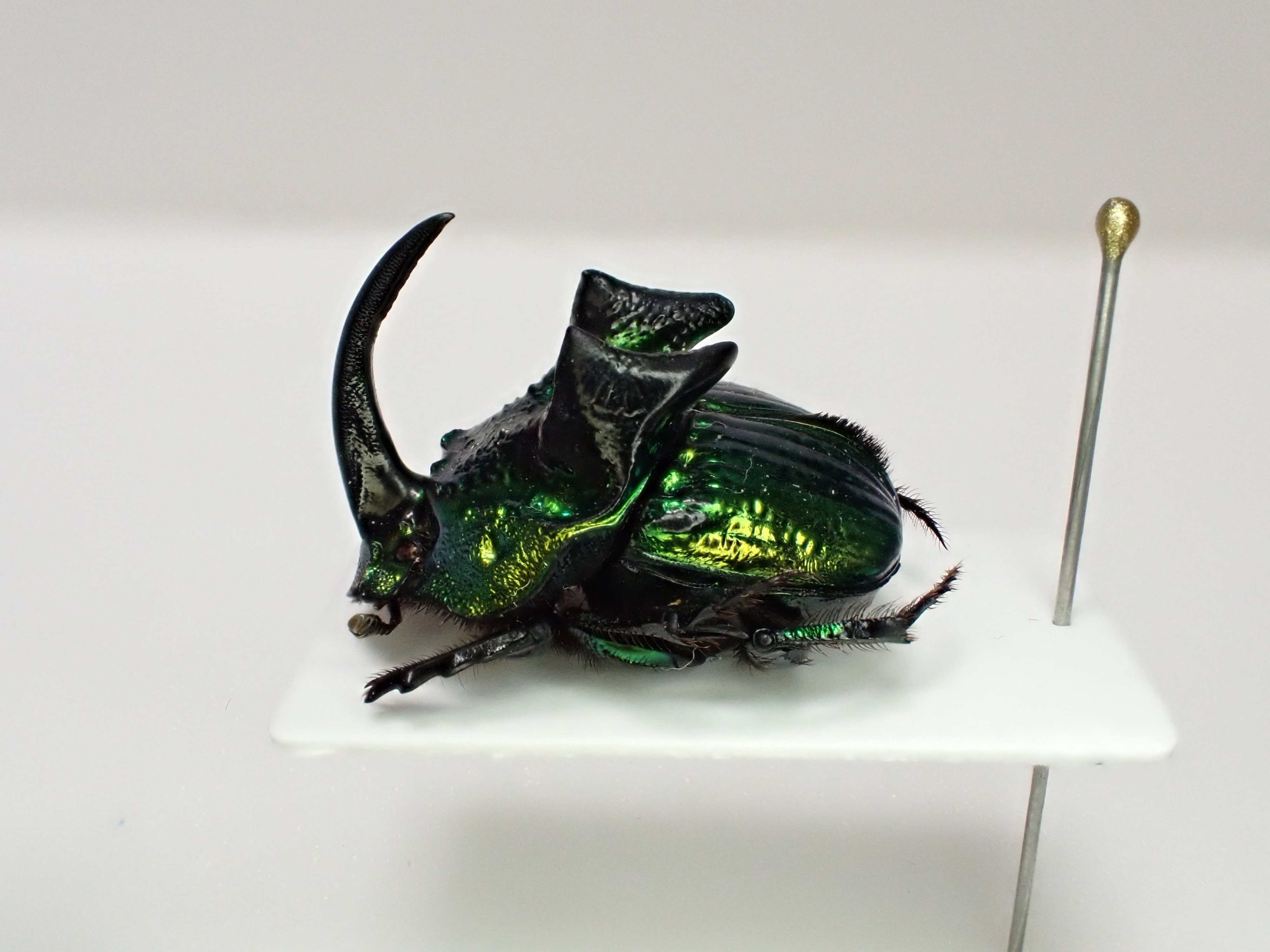 ニジダイコクコガネの魔力｜京庵