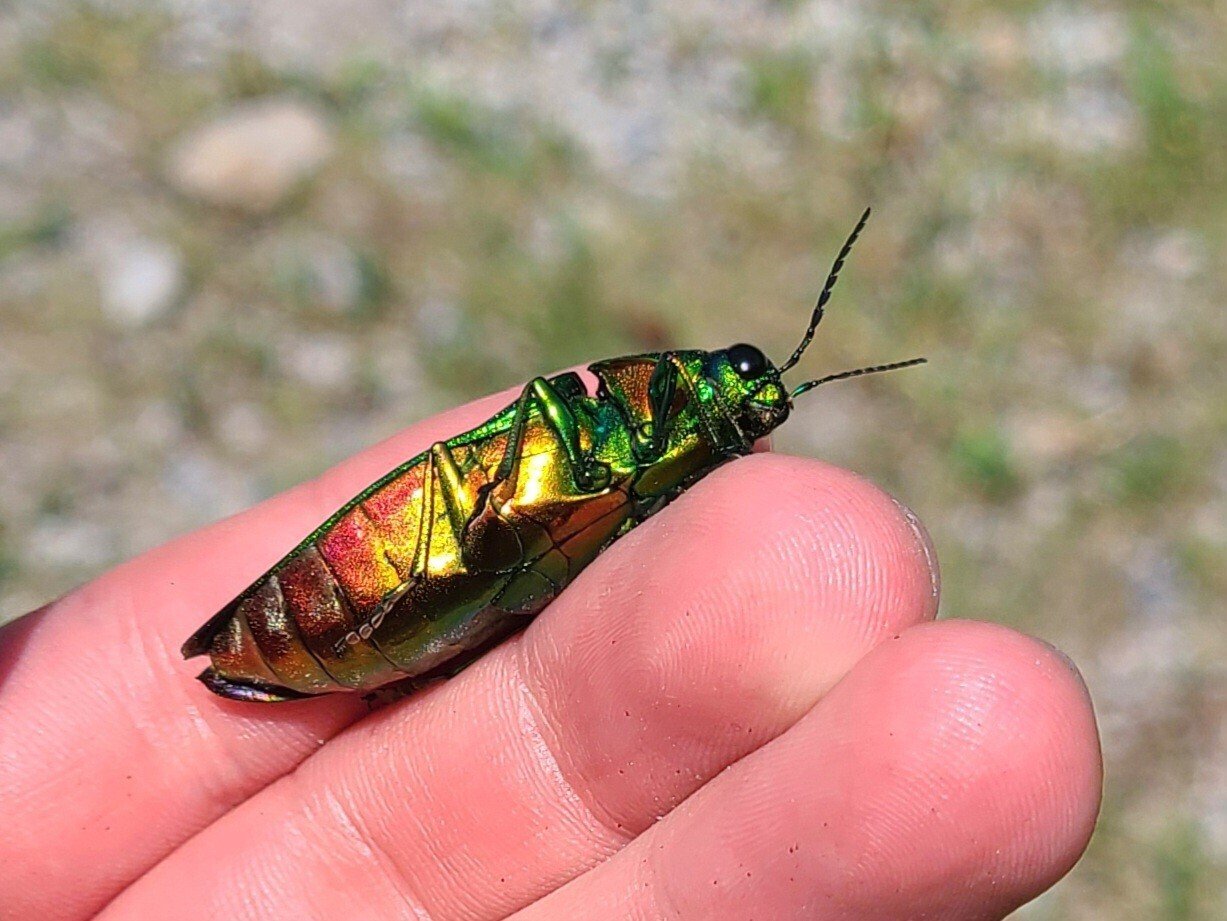 実家(広島市)タマムシ探索｜虫田