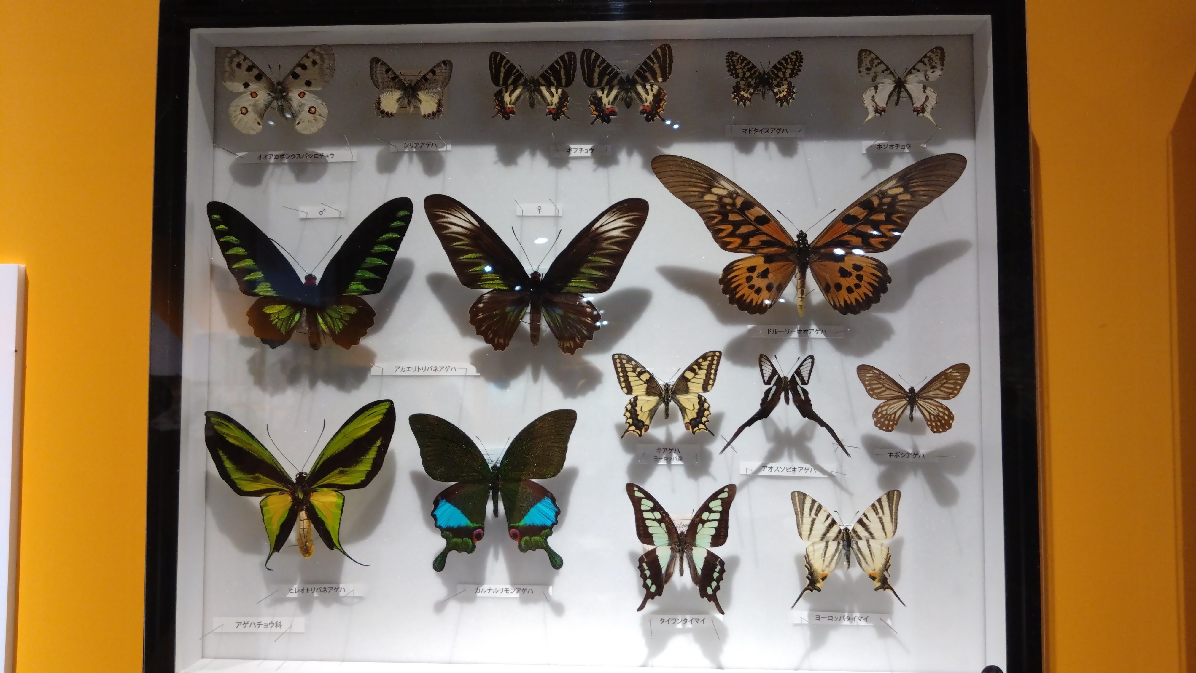 蝶の標本 トリバネチョウの王様(珍珍A) 【公式通販】