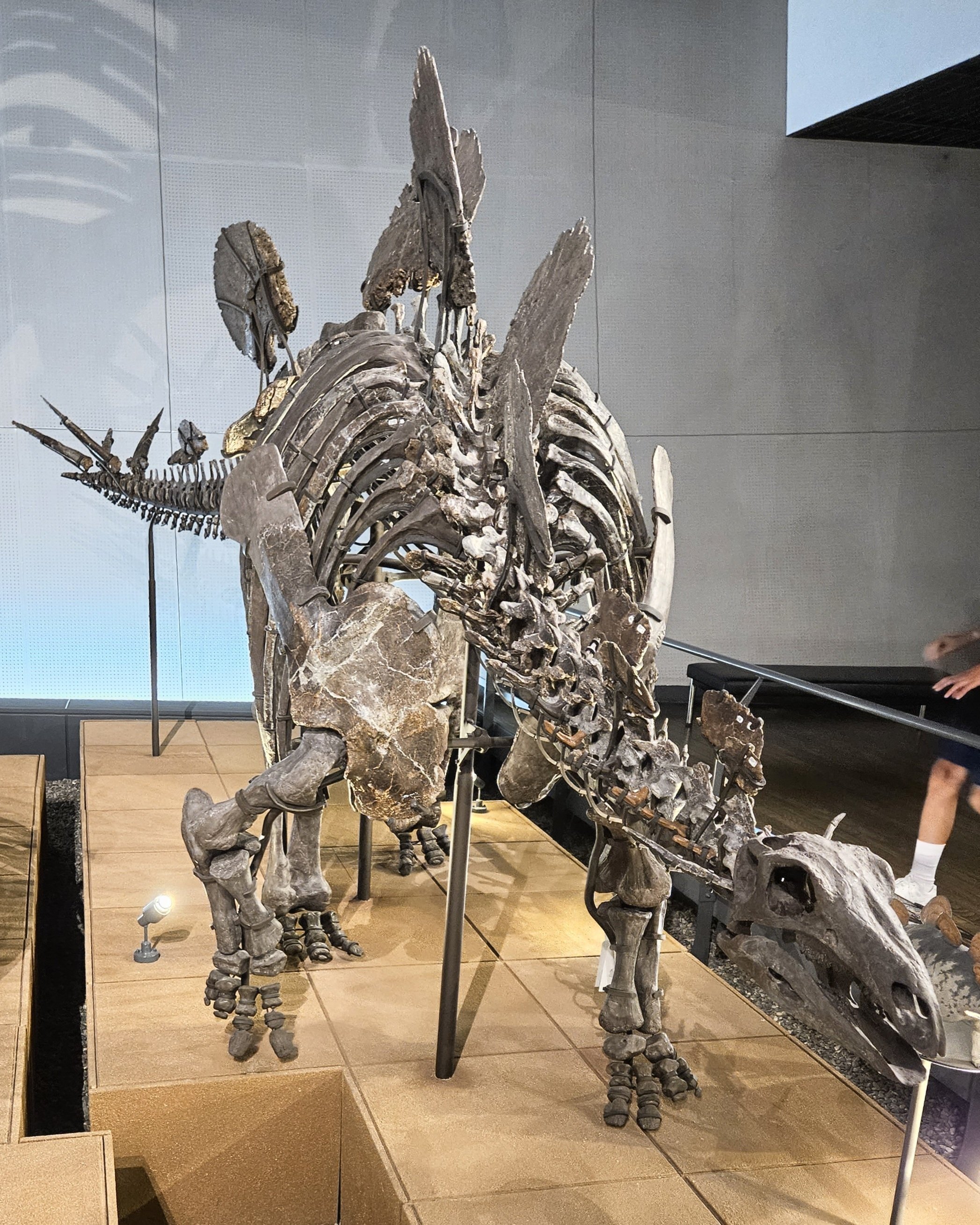 化石 恐竜の足跡 ダブル2個付き！獣脚類（肉食）最高級！大型 博物館