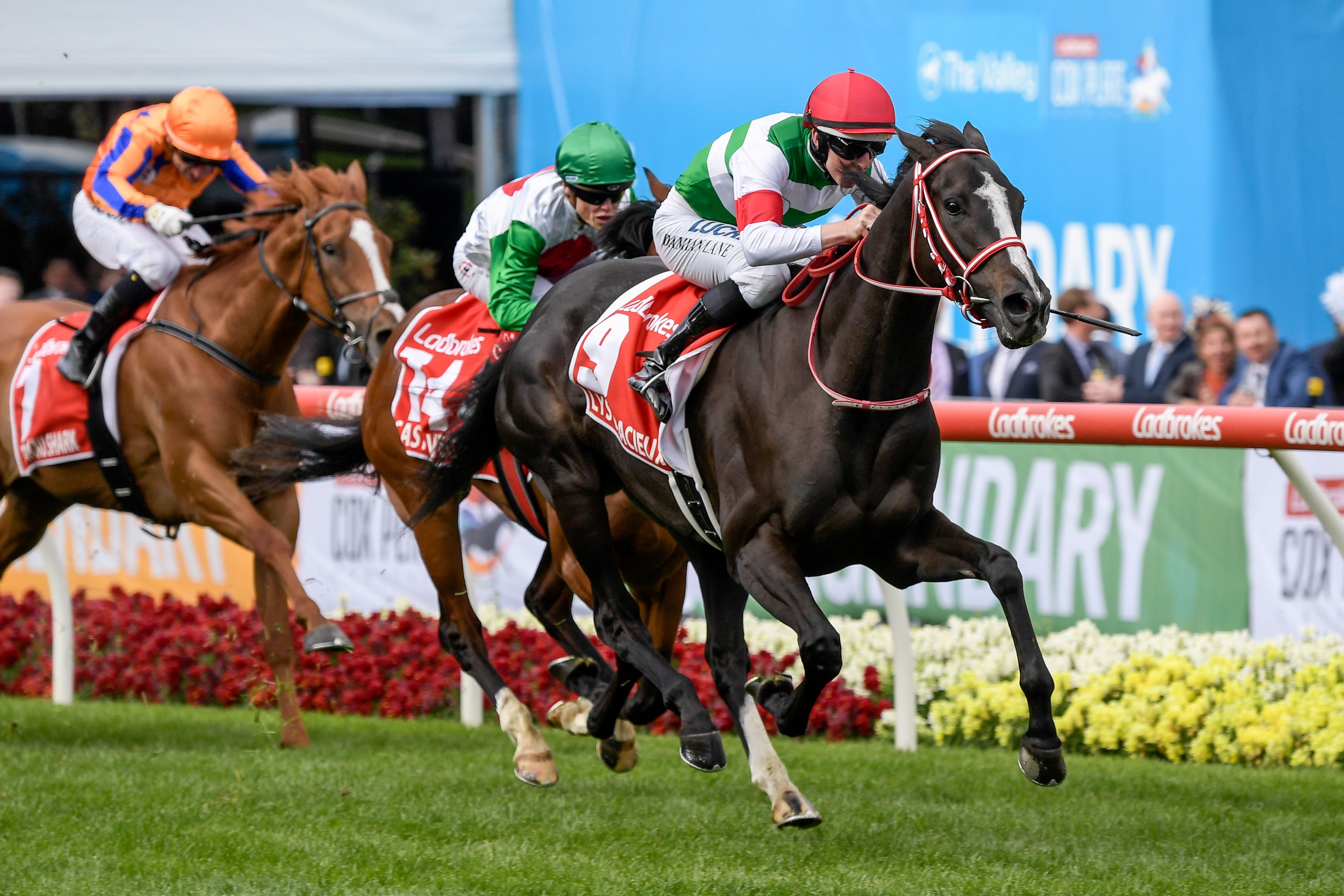 極レア品 出資者限定品 リスグラシュー コックスプレート勝利記念 引退