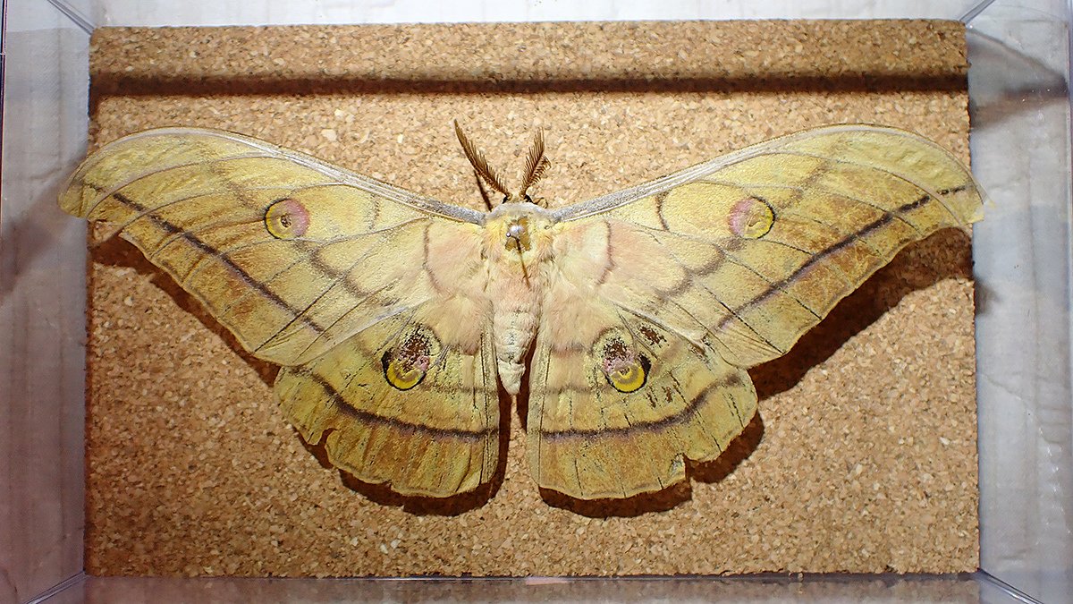 小型 超珍品 マクロチリスヤママユ 蛾 標本 小型 超珍品 マクロチリス