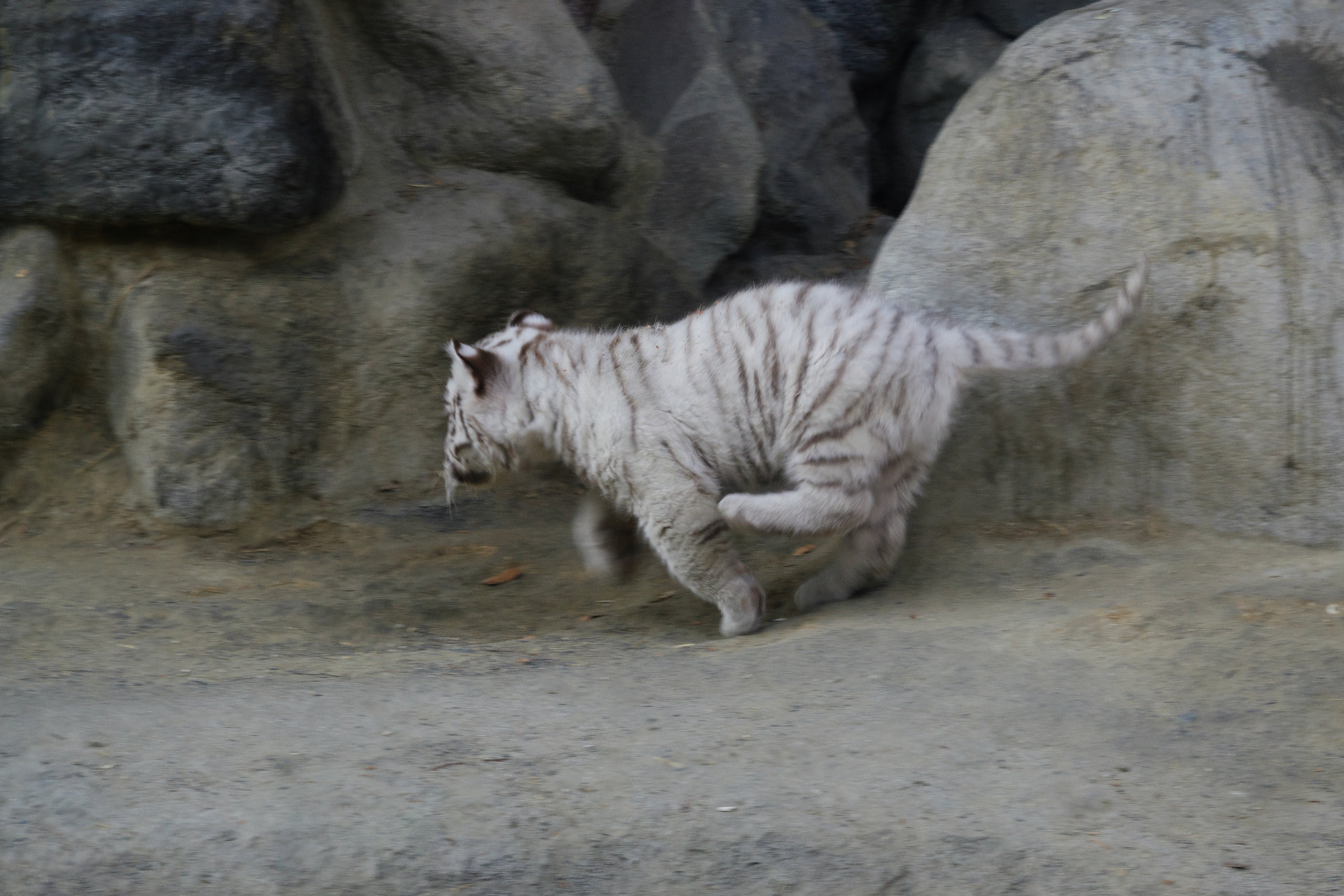 東武動物公園のちびトラに会いに行った話｜VINCENT2GB