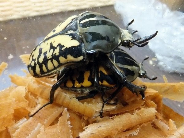 オーベルチュールオオツノカナブンの飼育記録【2012～2014】｜AKECHI