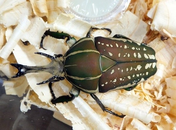 ポリフェムスオオツノカナブンの飼育記録【2012～2016】｜AKECHI