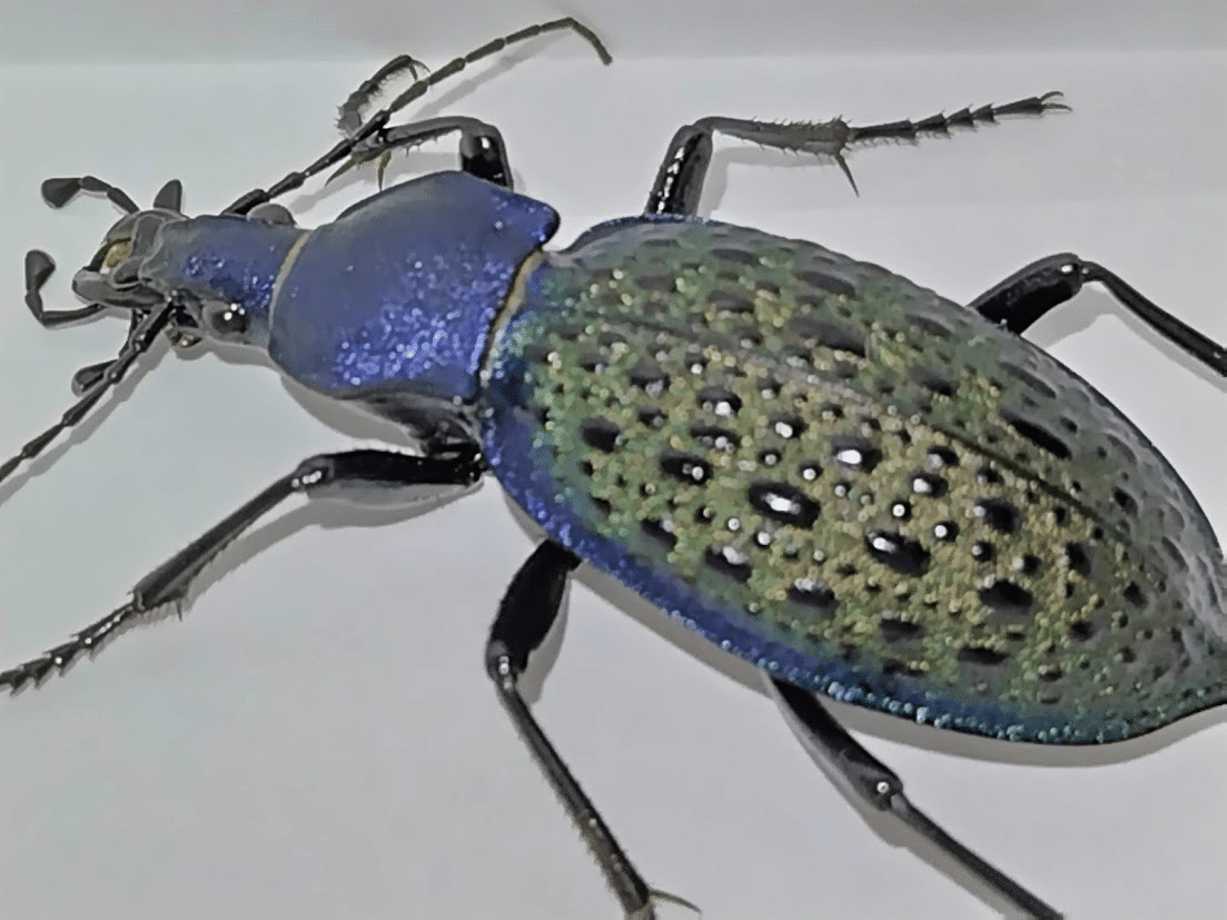 エリスカブリモドキ飼育録｜おさこじき