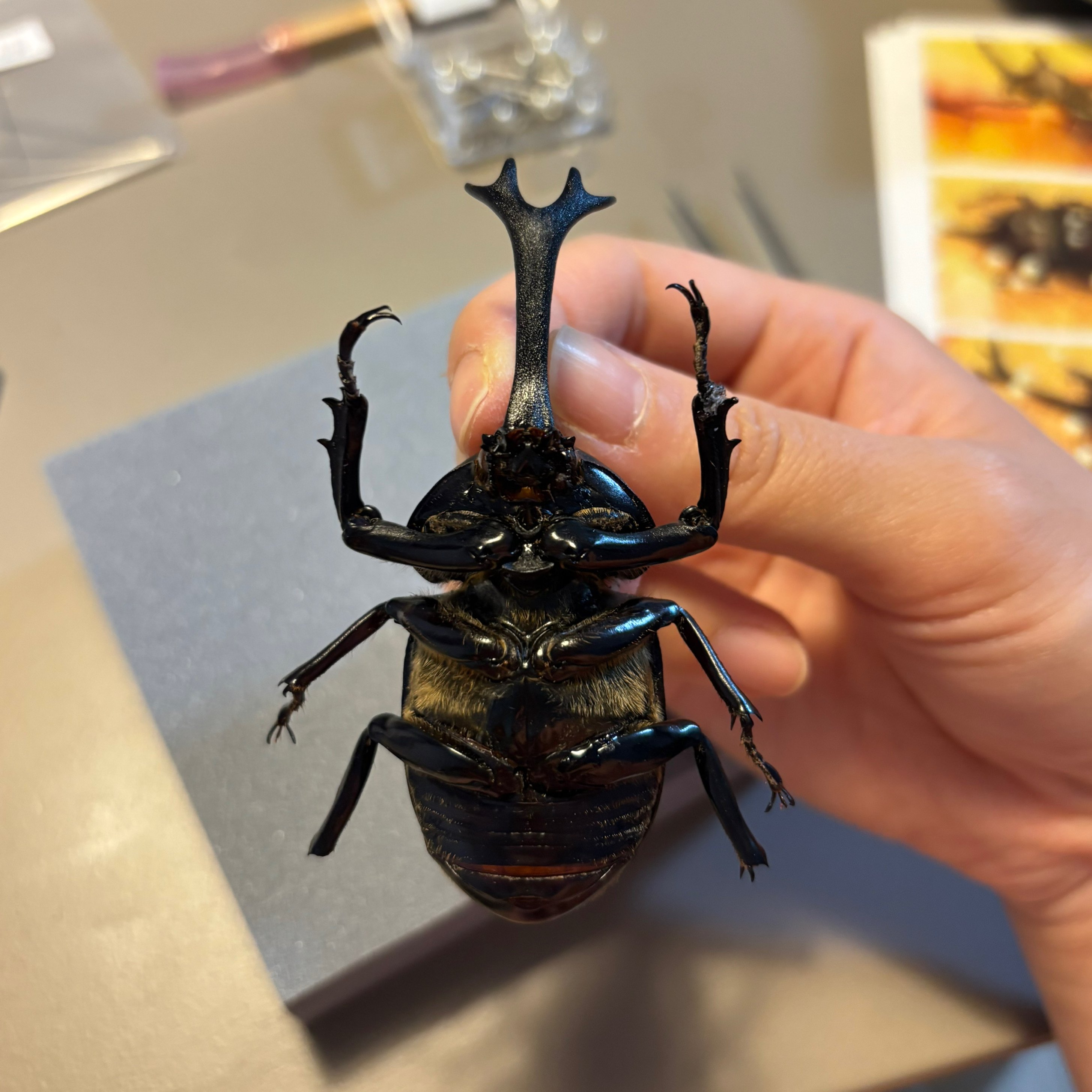 カブトムシ標本 挑戦します！！｜いちかくんママ