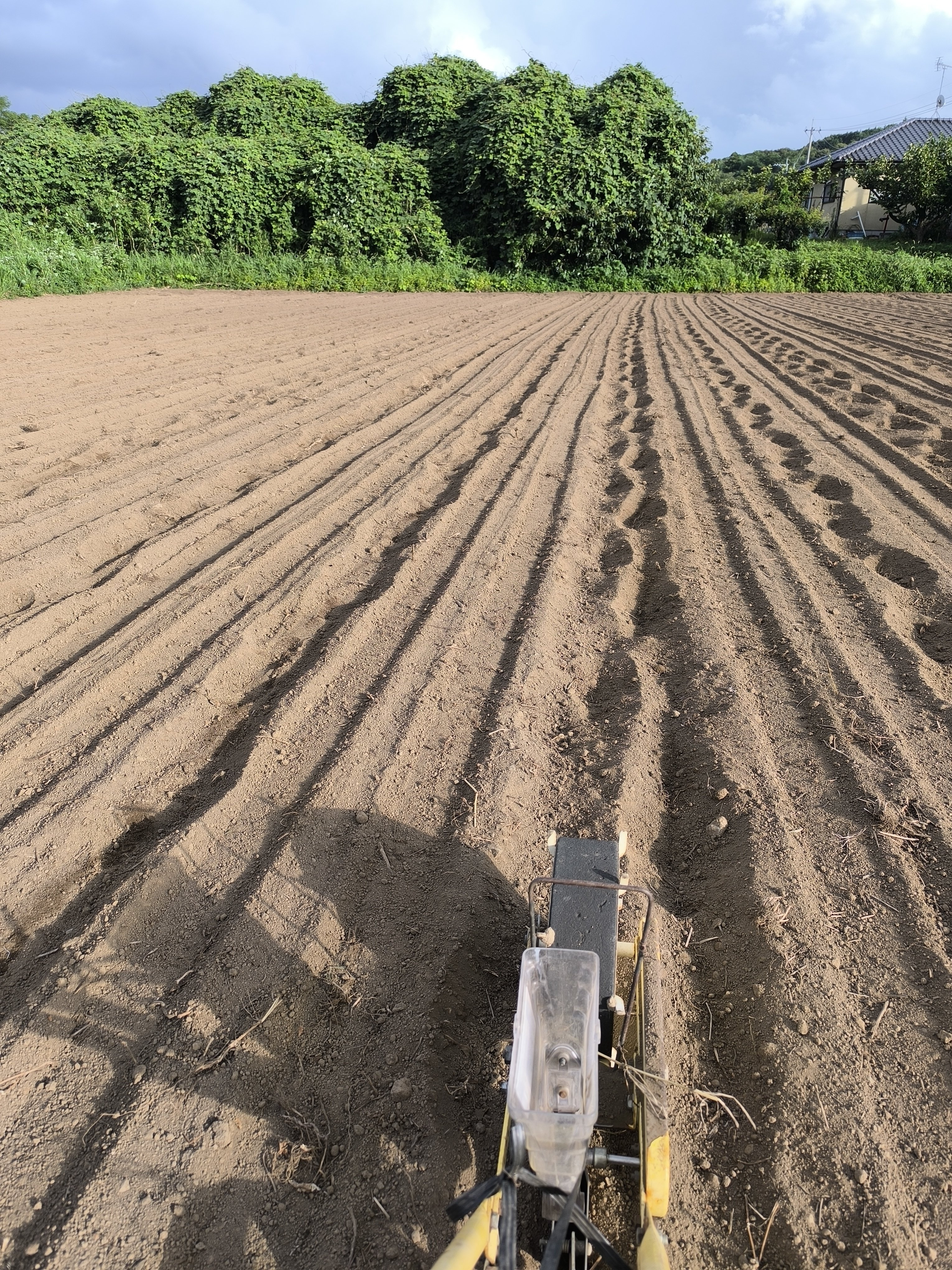 自然栽培の畑から 『豪雨から立ち上がる人参の芽』｜根ざす生き方