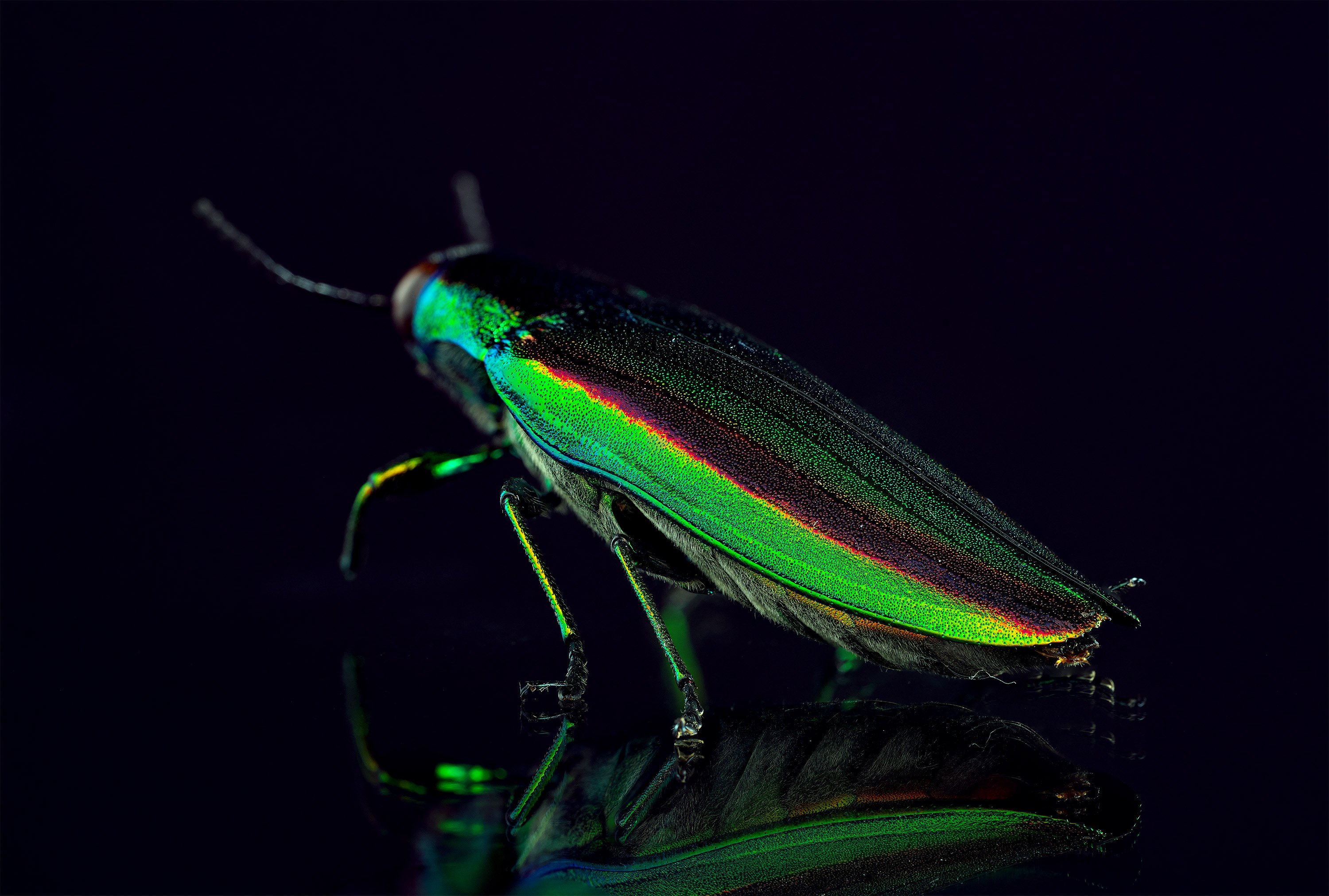 昆虫標本（センチコガネ、ミヤマクワガタ、コクワ、タマムシ）｜ちいさな島